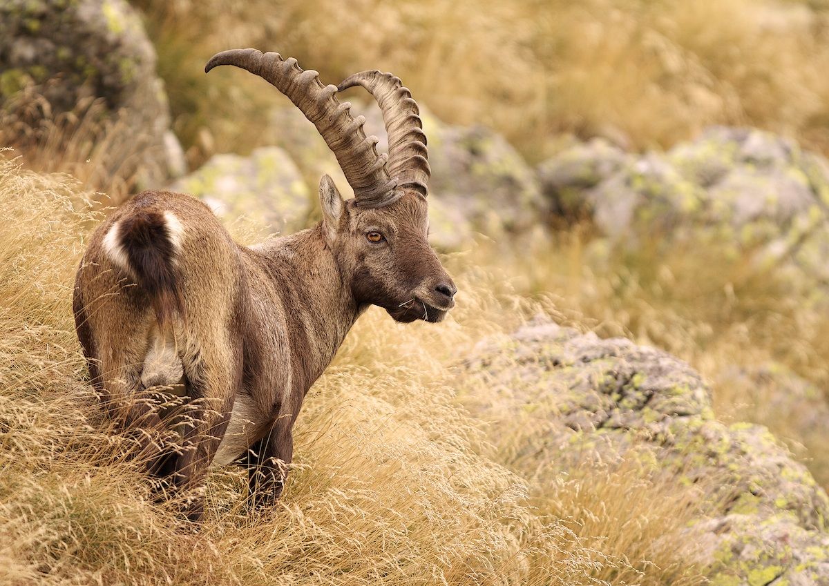 stambecco in autunno