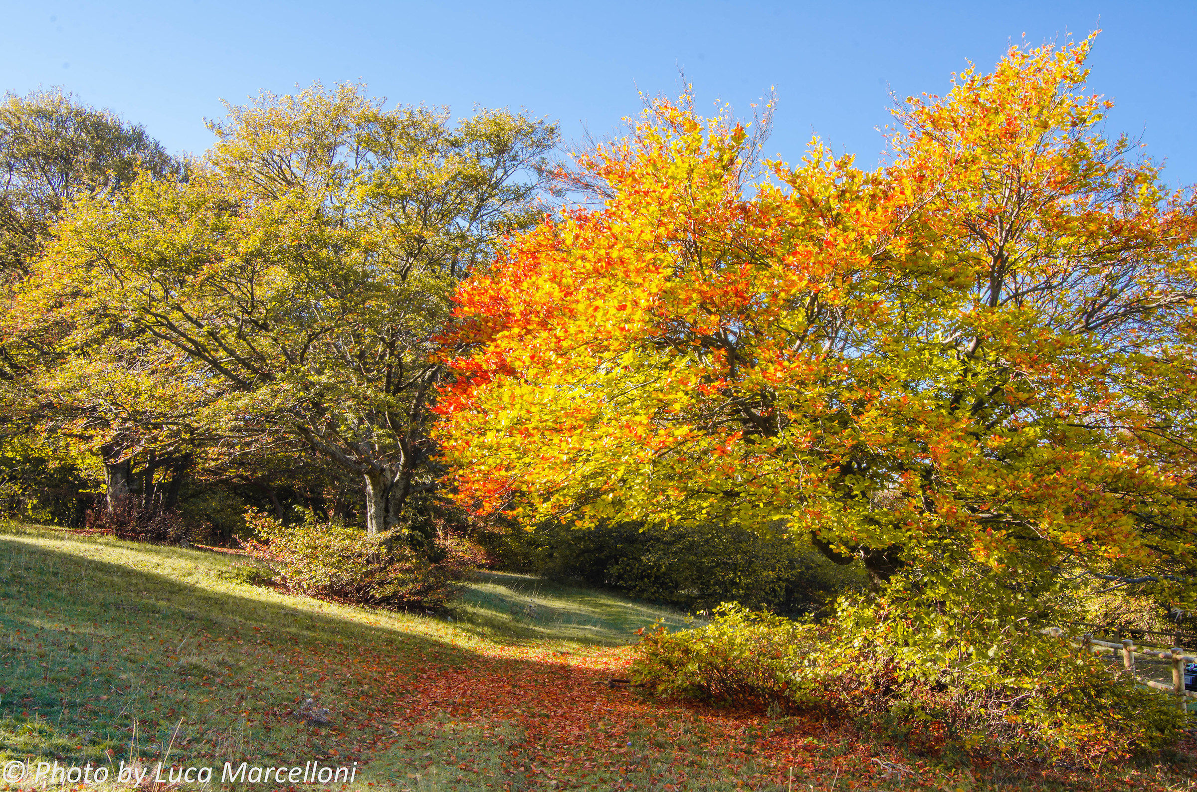 Yellow Red and Green