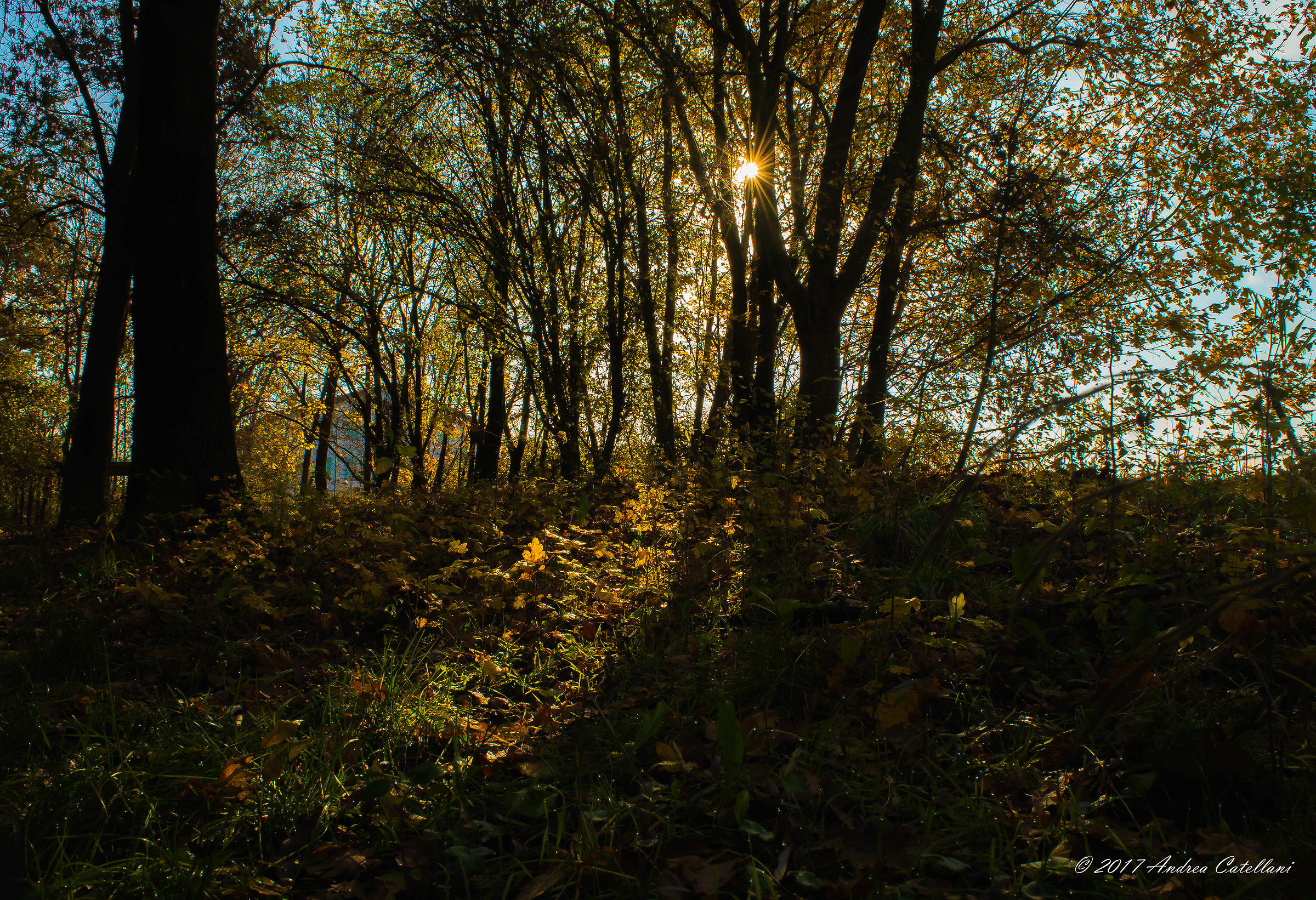 Autumnal inspirations