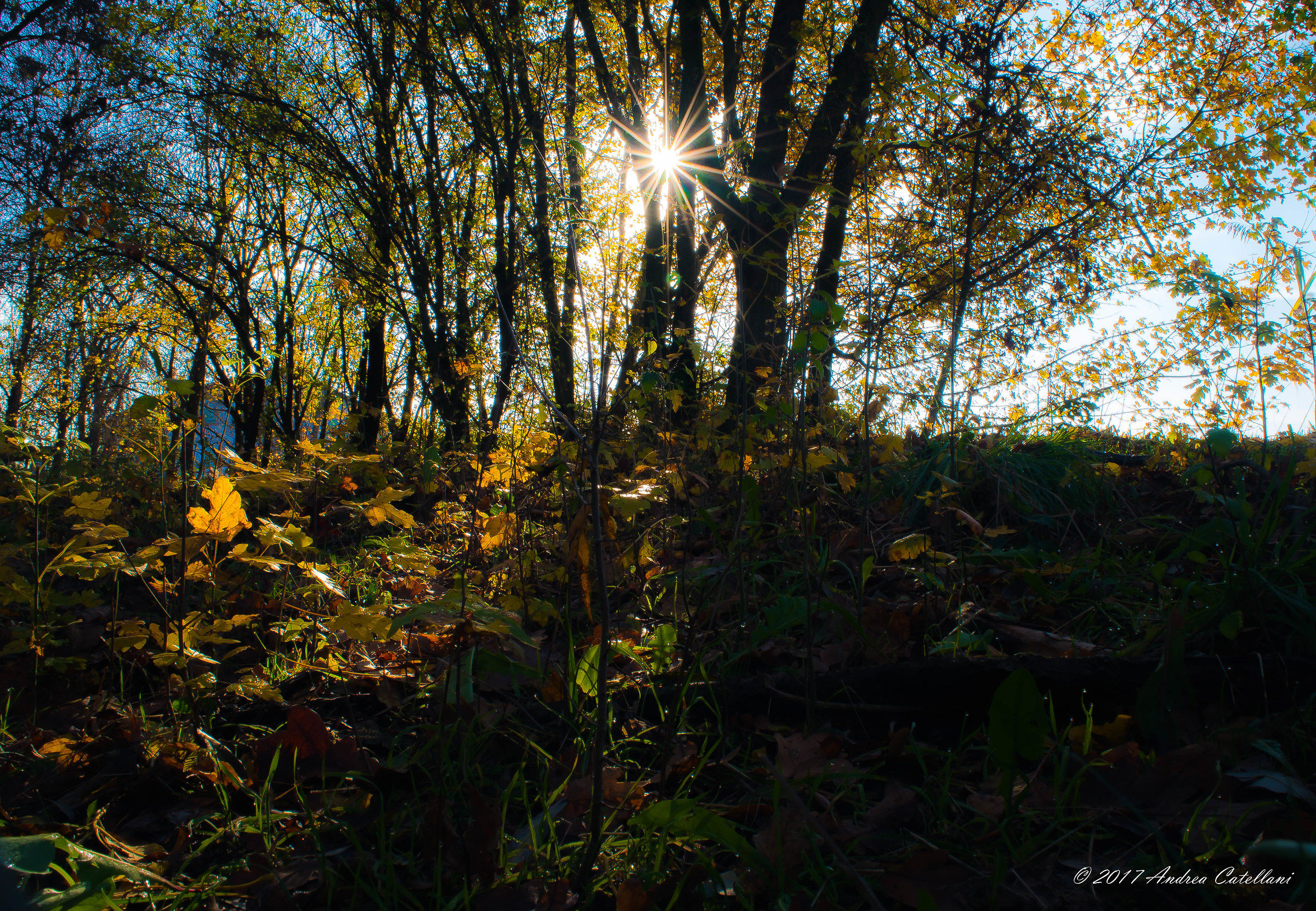 Autumnal inspirations