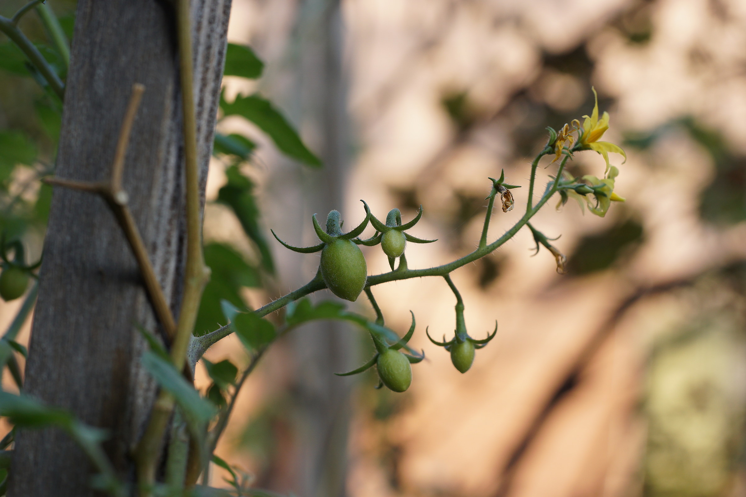 Nature Viva, small date tomatoes grow
