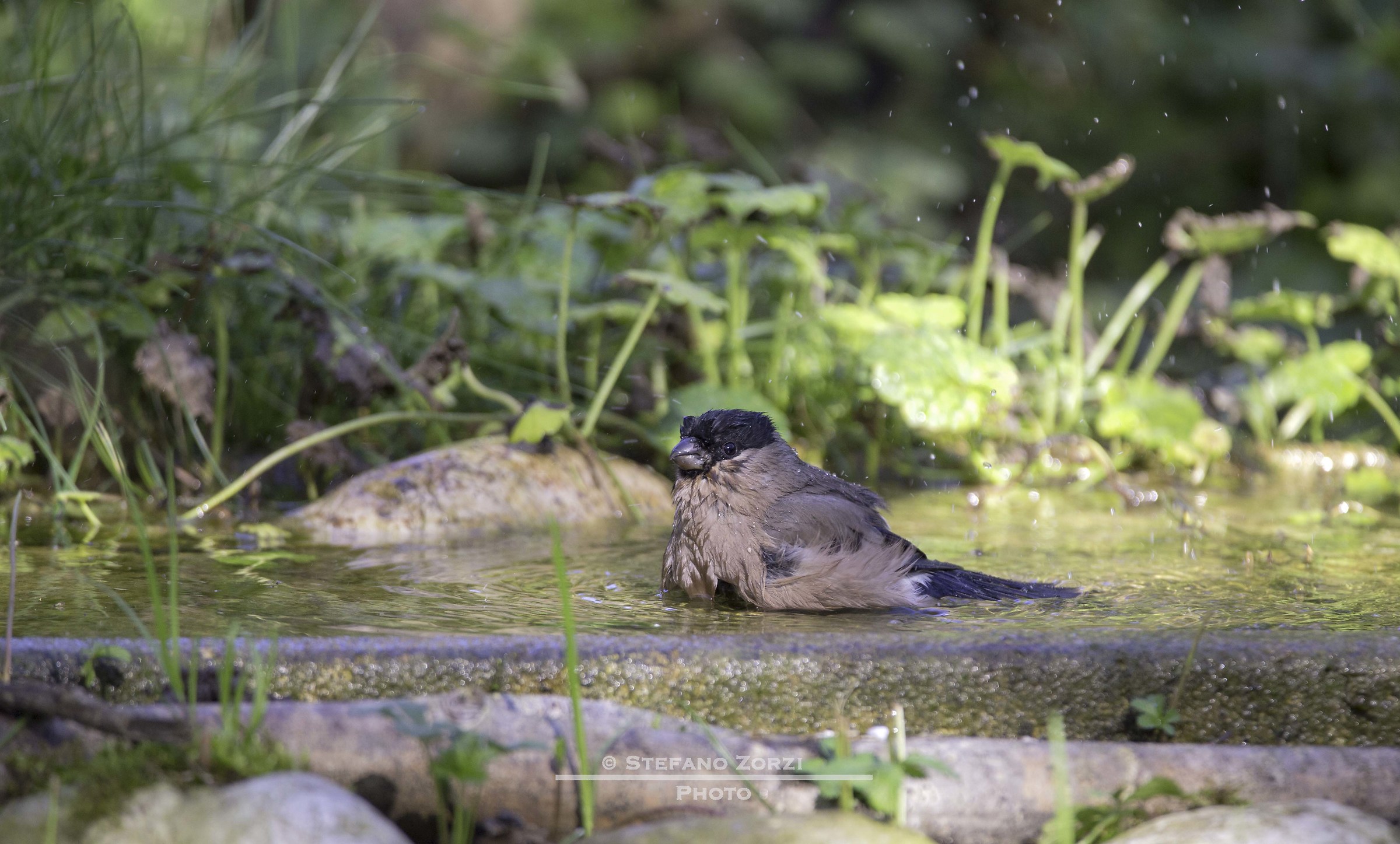 il bagno della ciuffolotta