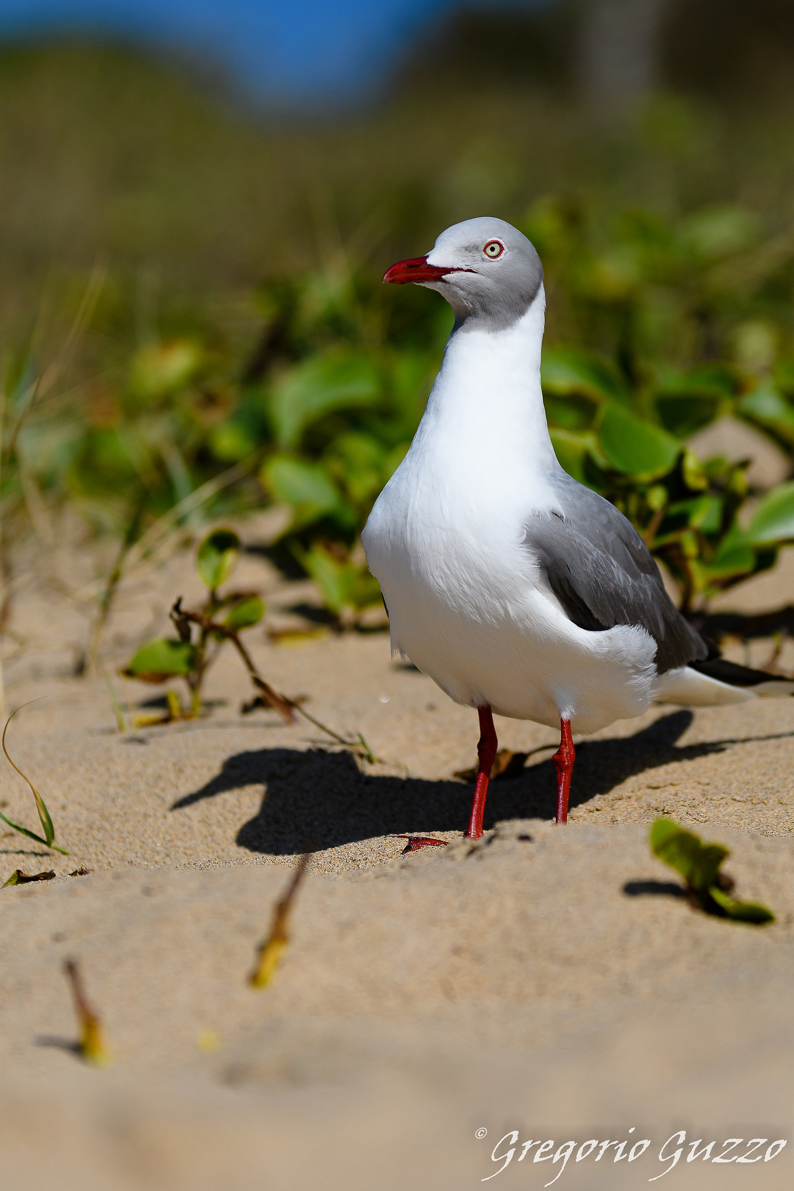 Grey headed seagull