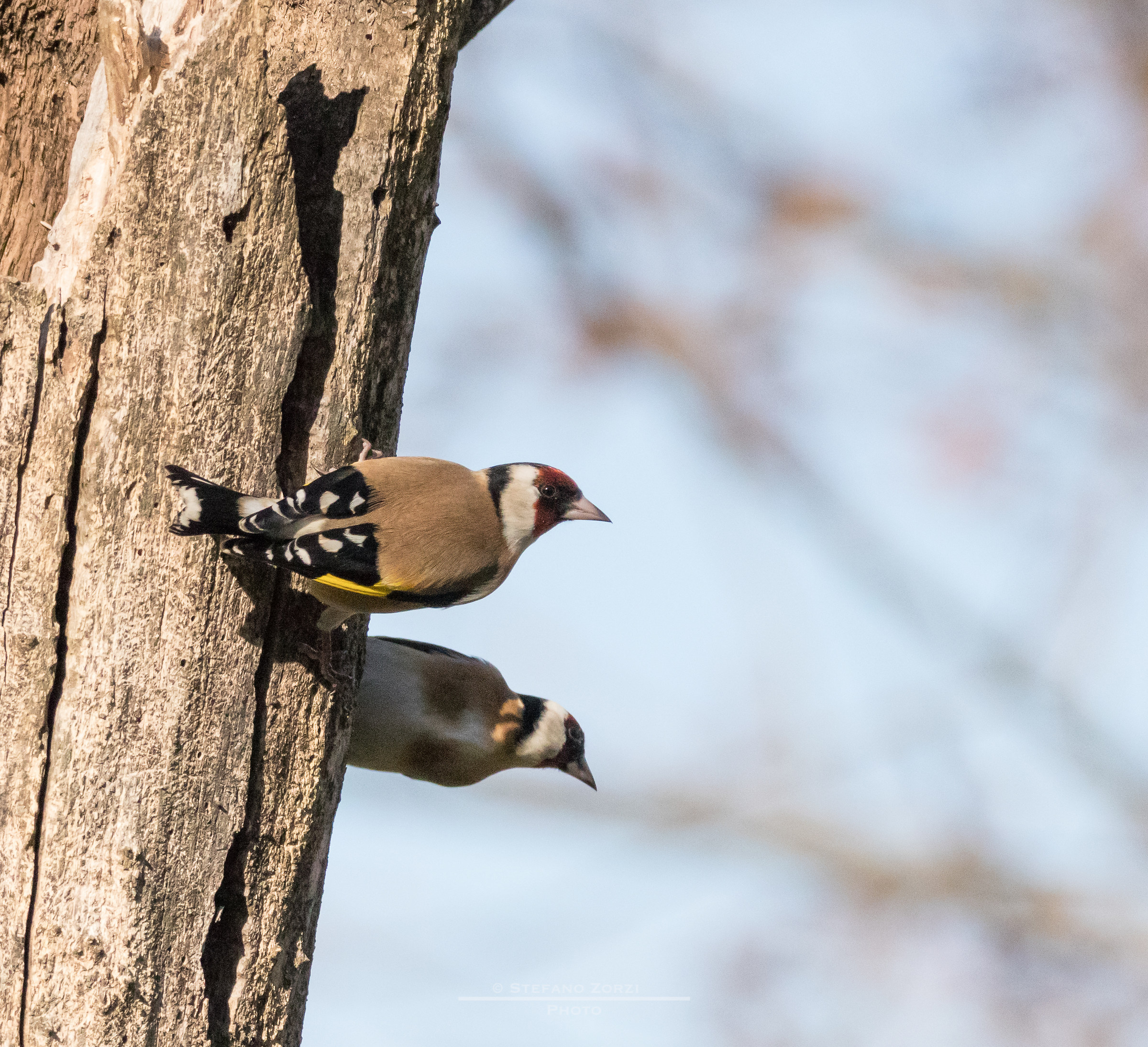 goldfinches