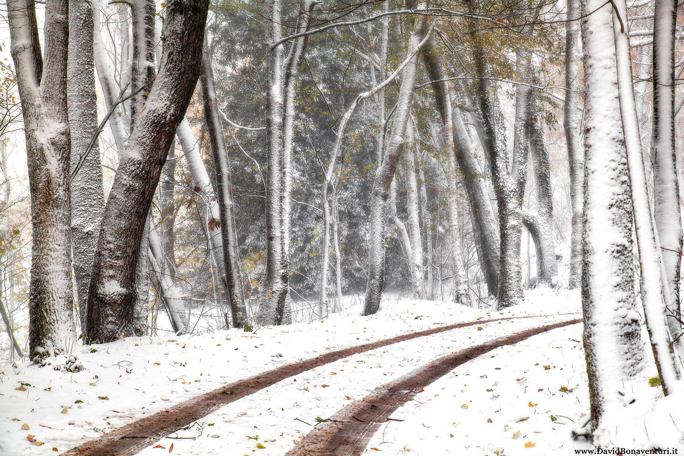 La strada con gli alberi di neve