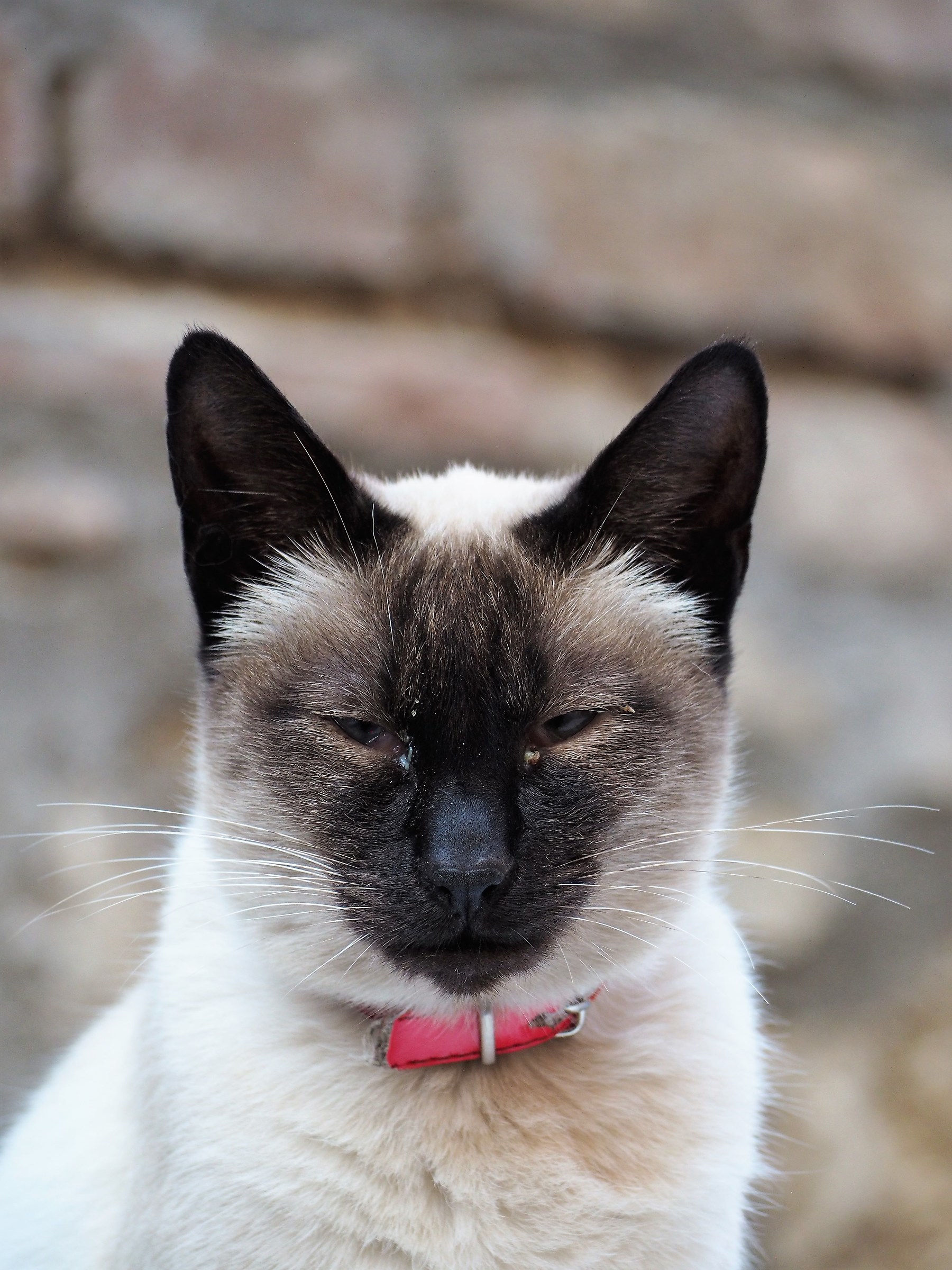 Small siamese - Closed