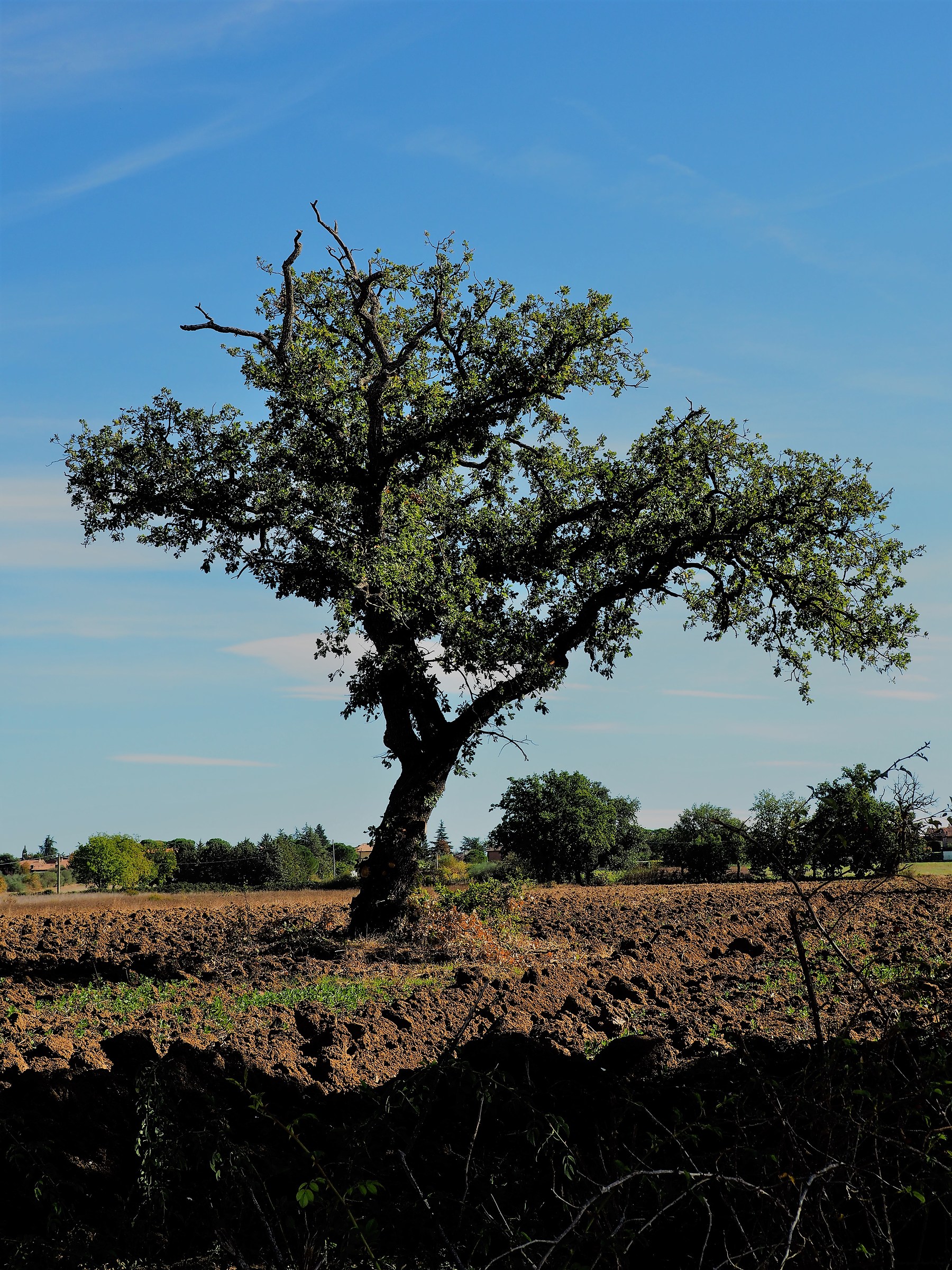 Der Baum - L'albero