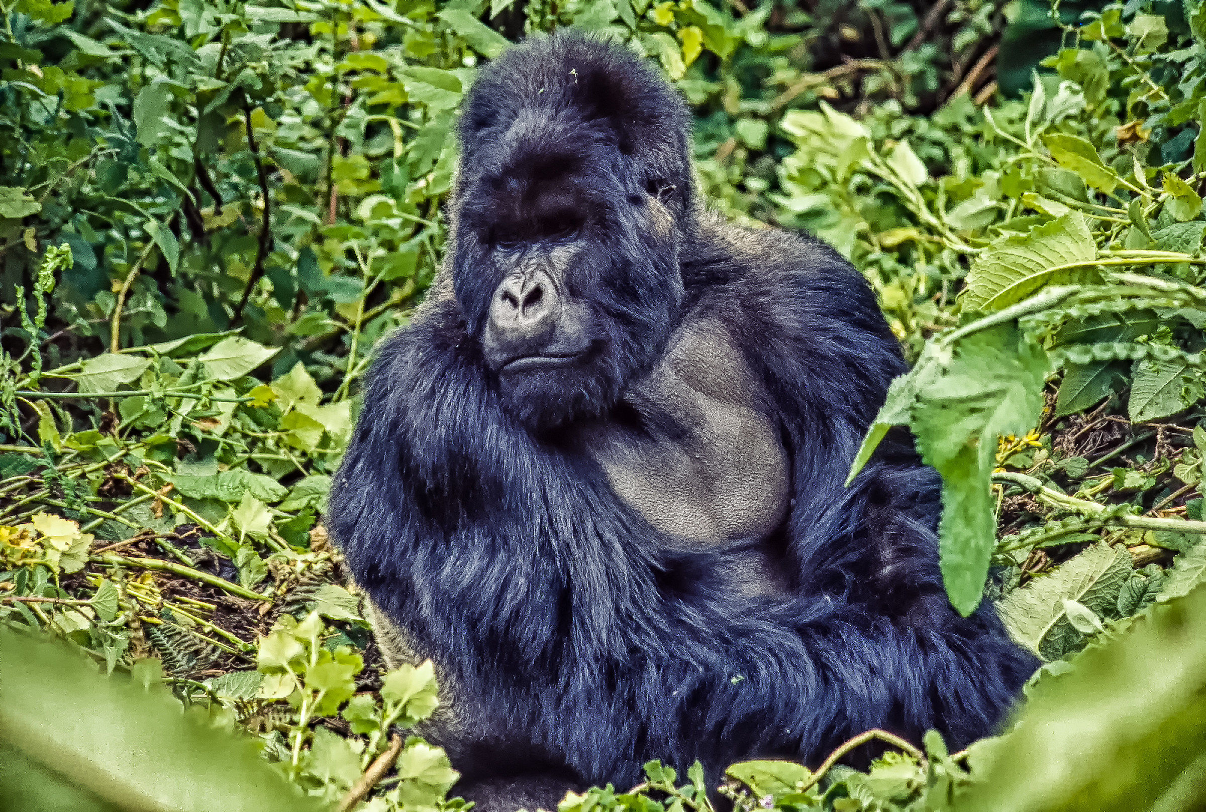 Gorilla di Montagna (1991)