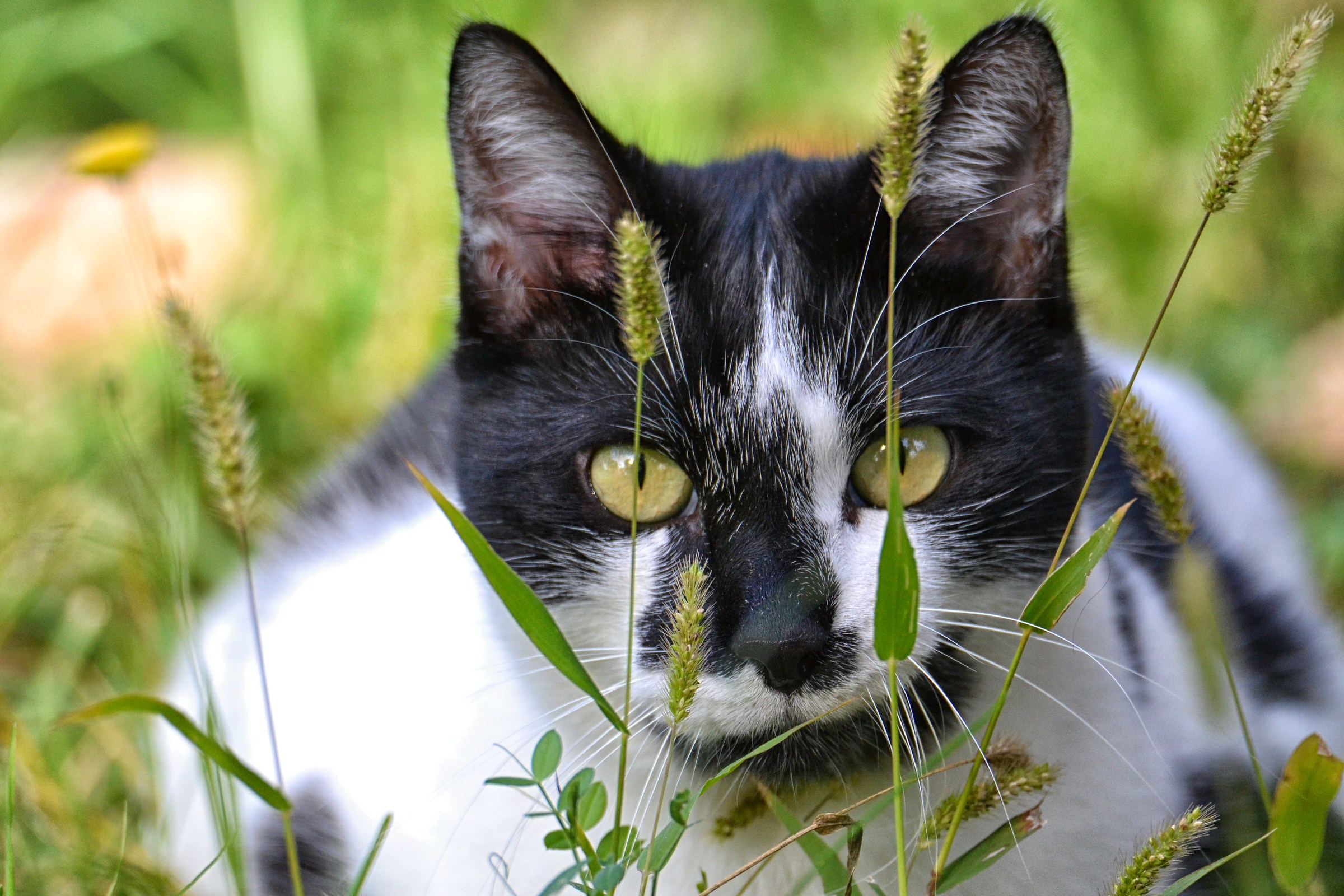 gatto che si nasconde