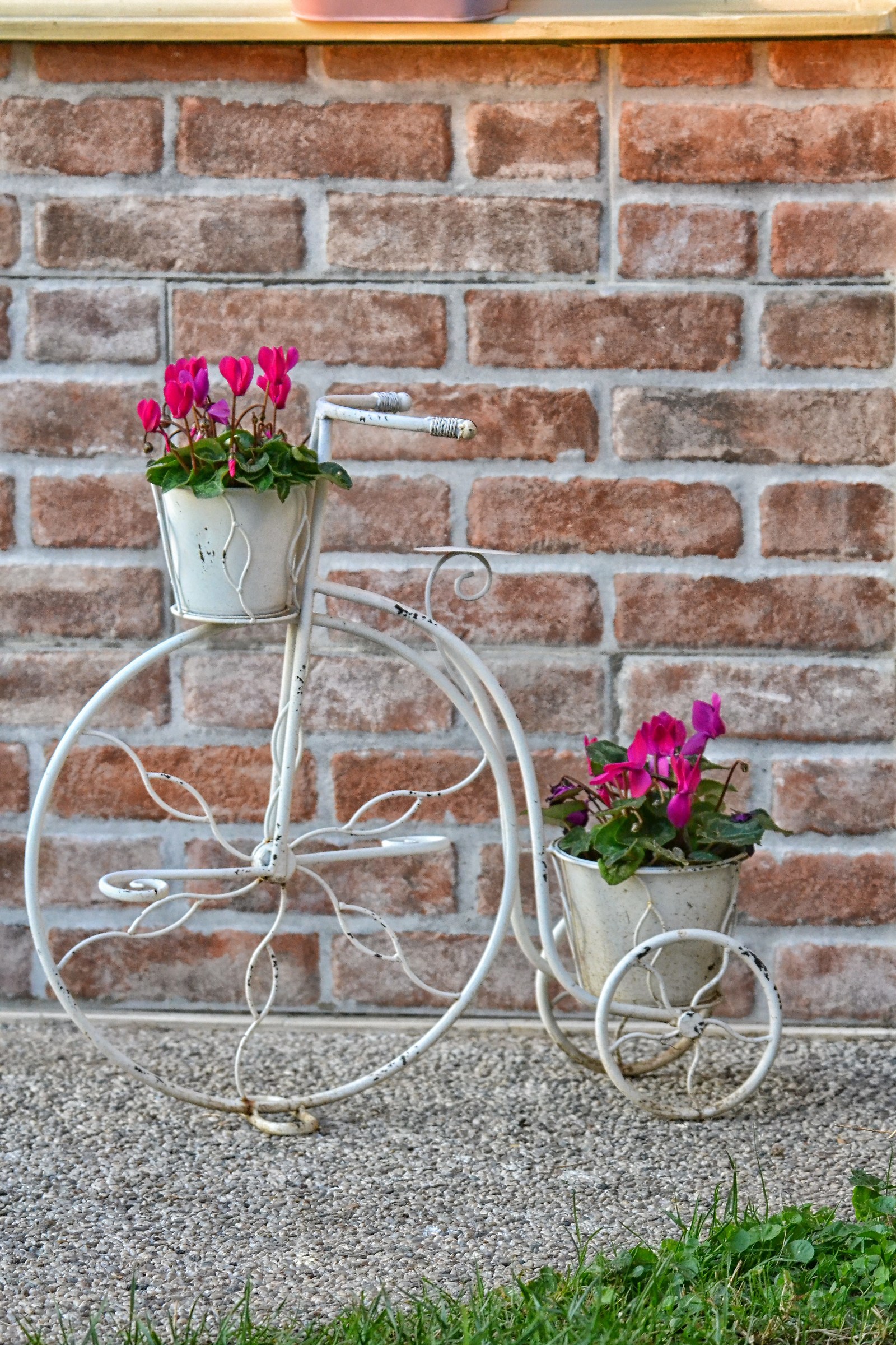 Cyclamen on bicycle