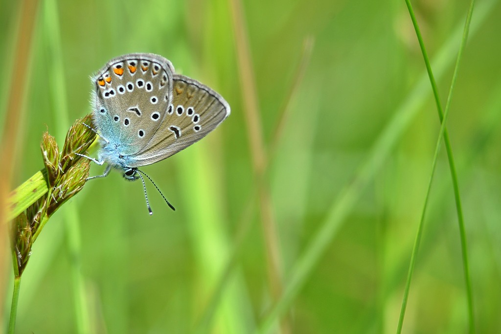 Polyommatus amandus