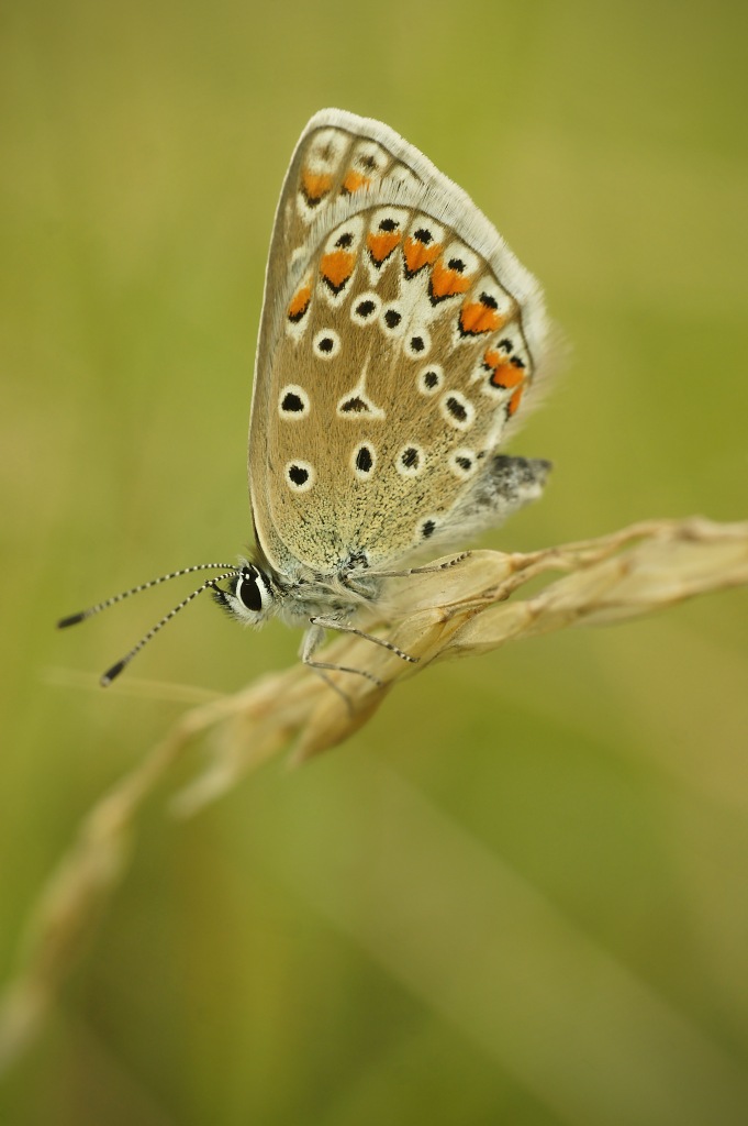 Polyommatus coridon