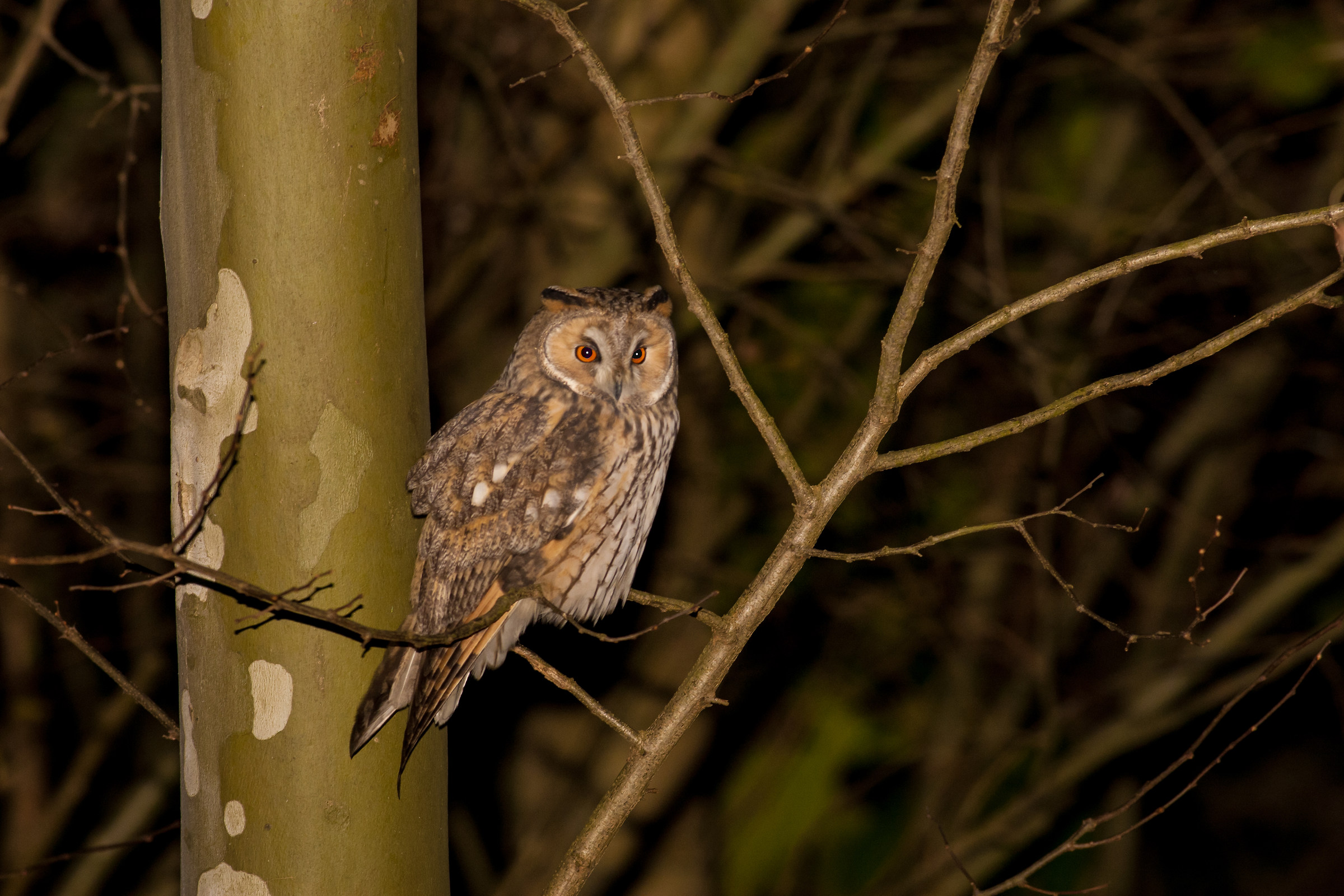 Common owl in hunting