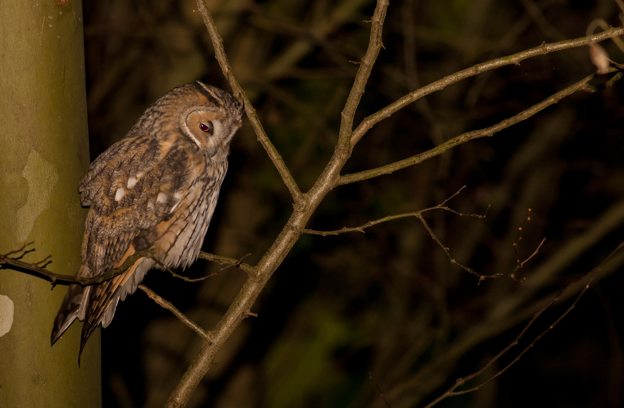 Common owl in hunting
