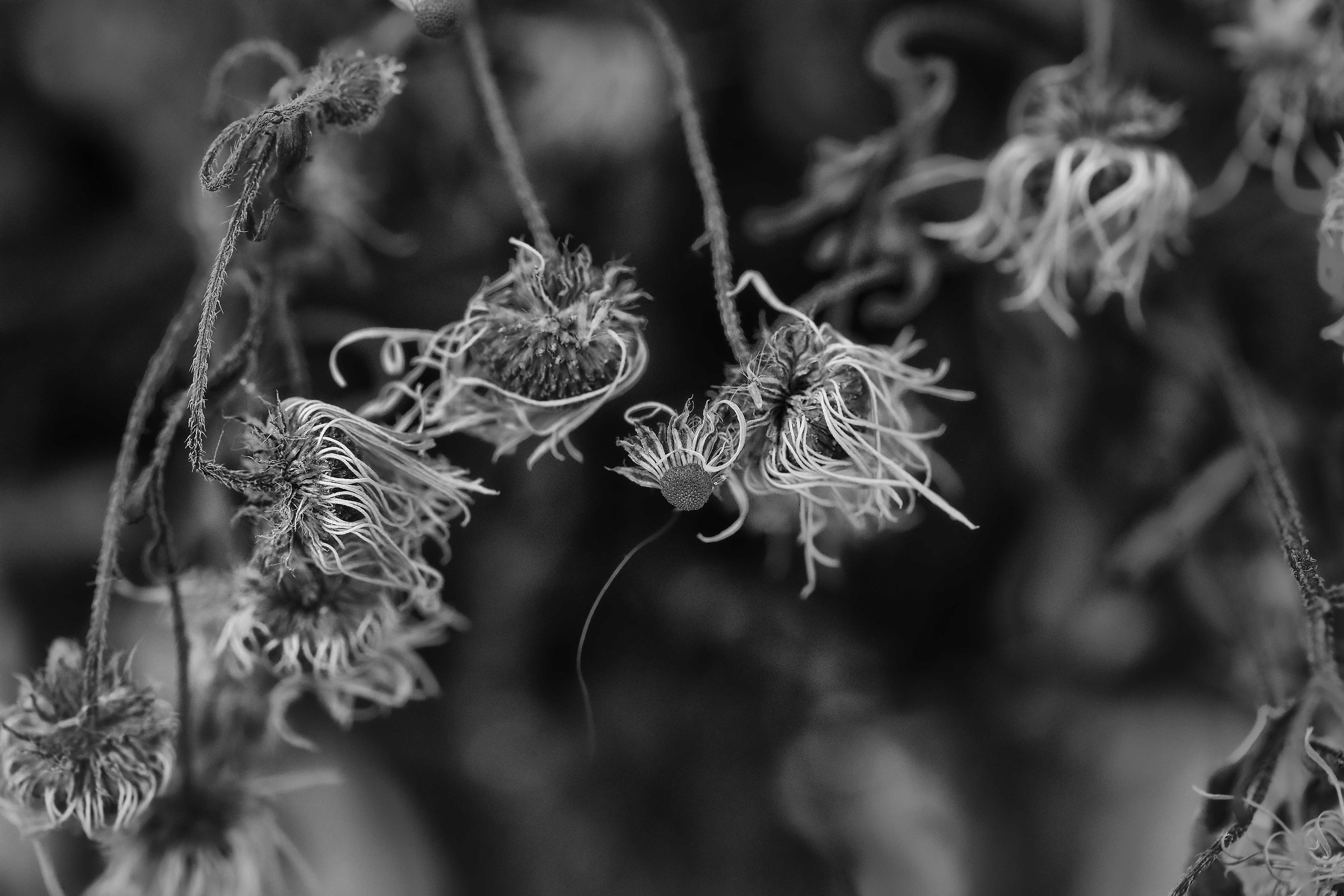 Try 100 macro is New