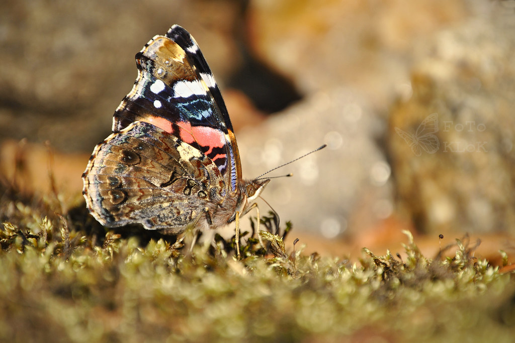 Vanessa atalanta