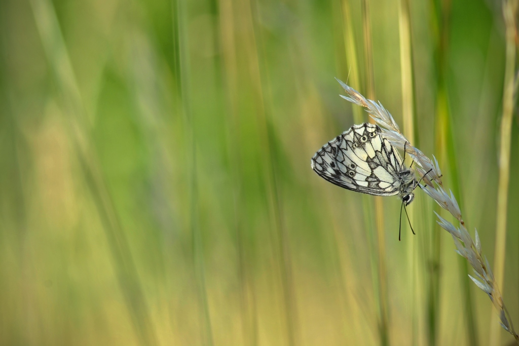 Melanargia galathea