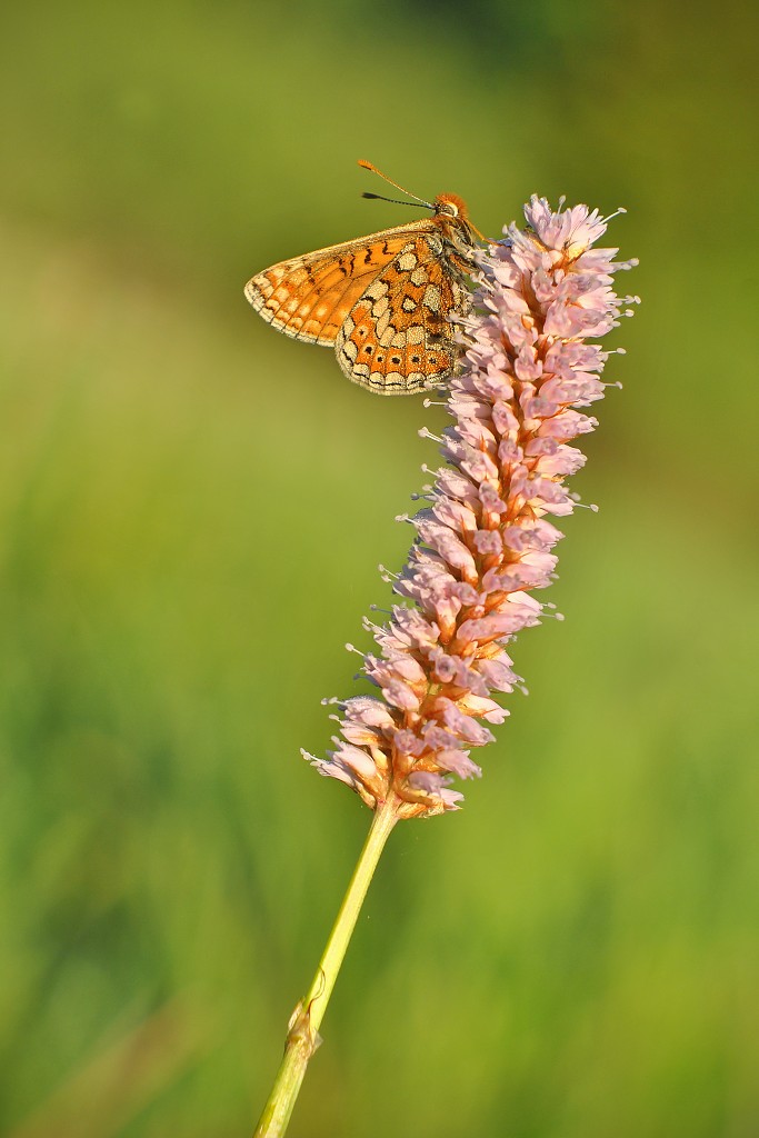 Ephidryas aurinia