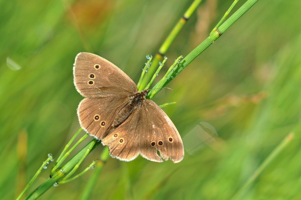 Aphantopus hyperanthus