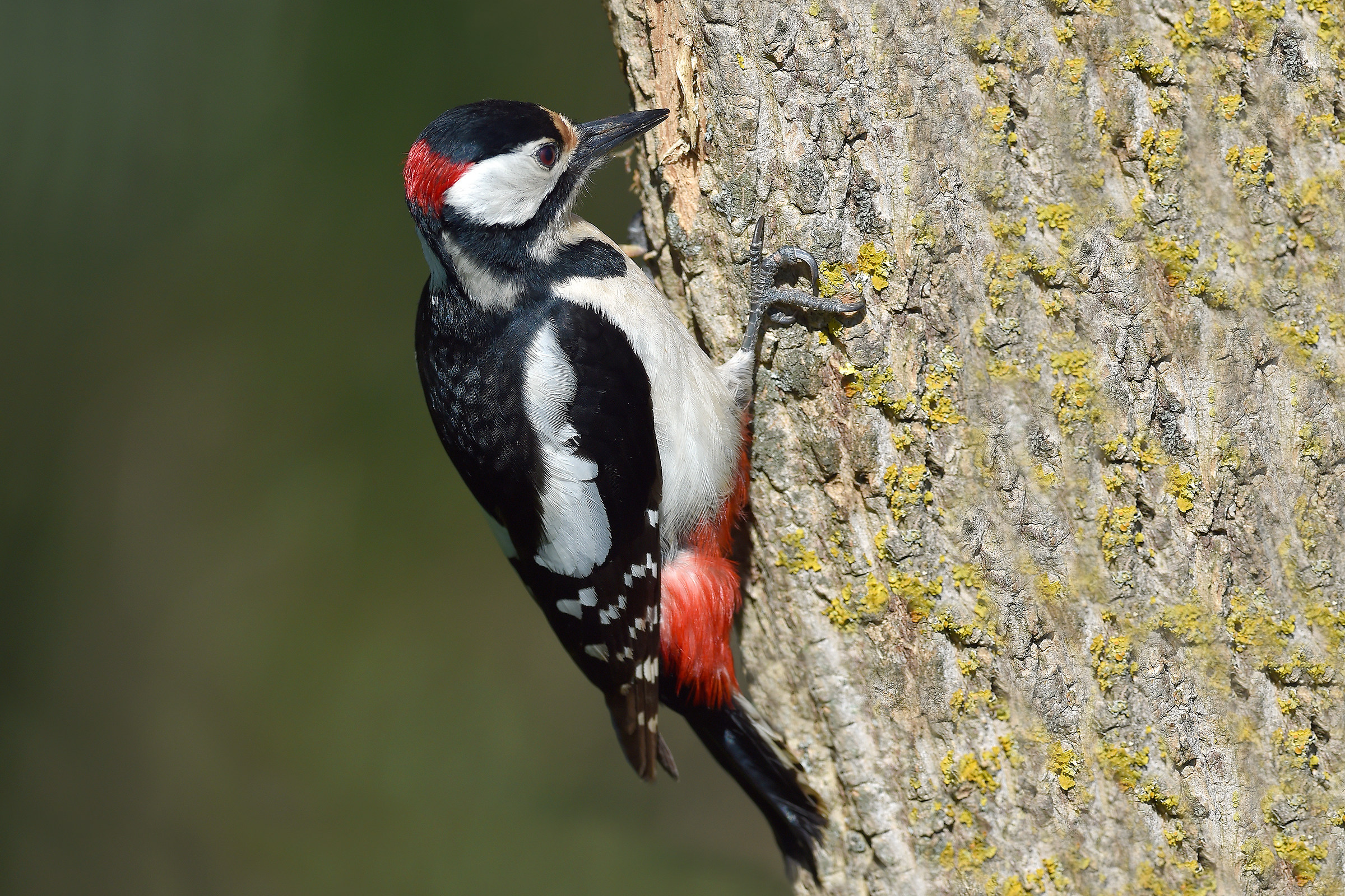 Storie di piume 10  ( Picchio rosso maggiore )