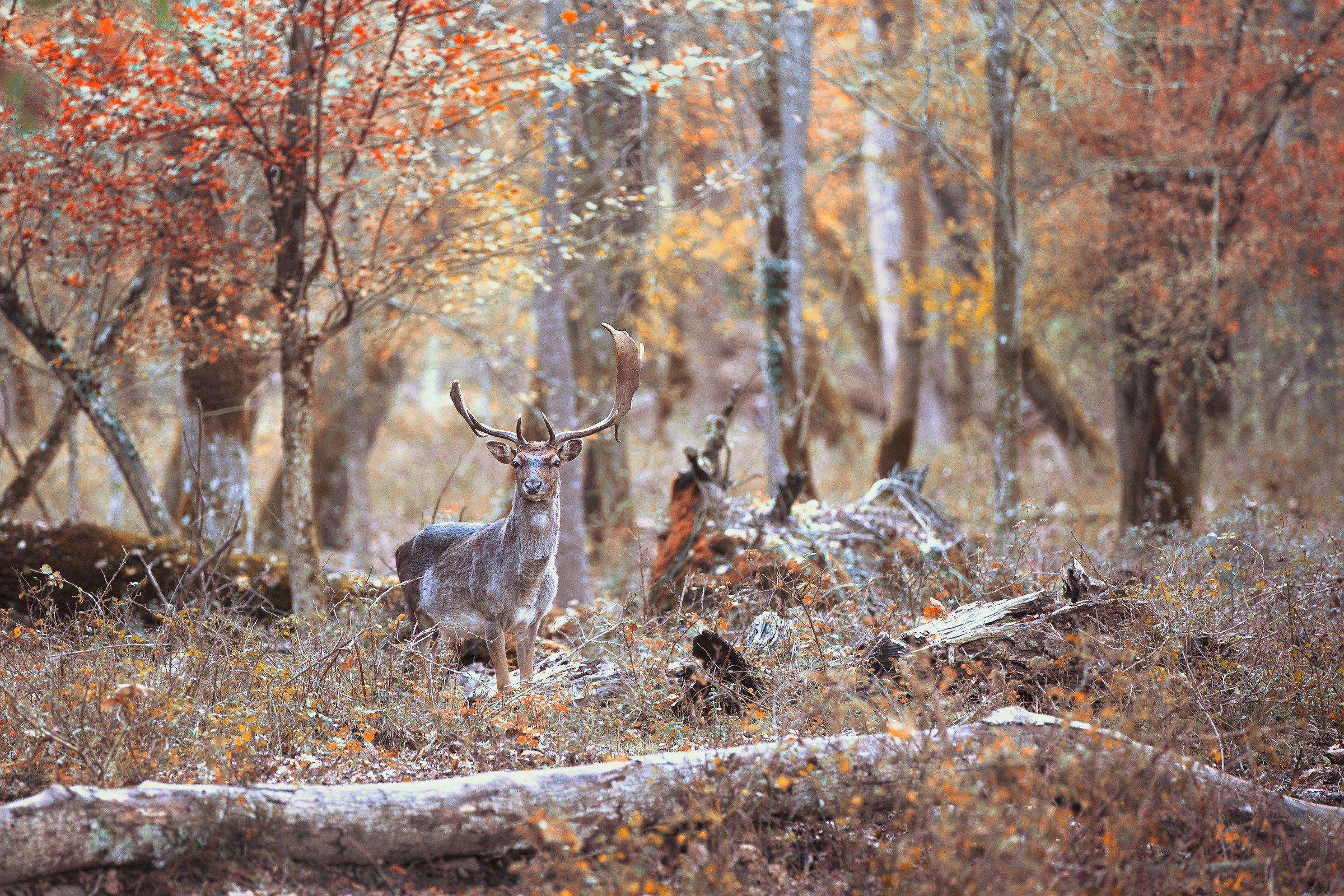 Parco di San Rossore