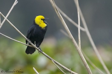 Chrysomus icterocephalus