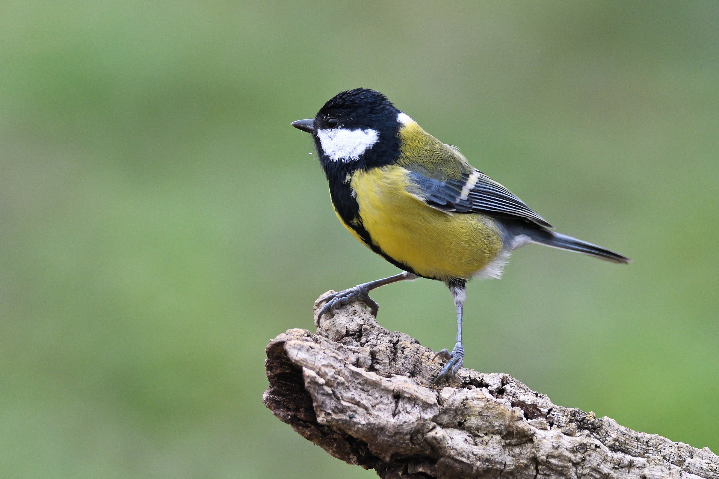 Great Tit