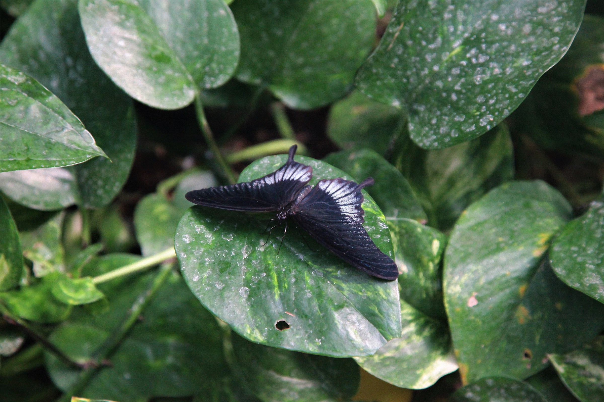 butterfly in the artificial habitat