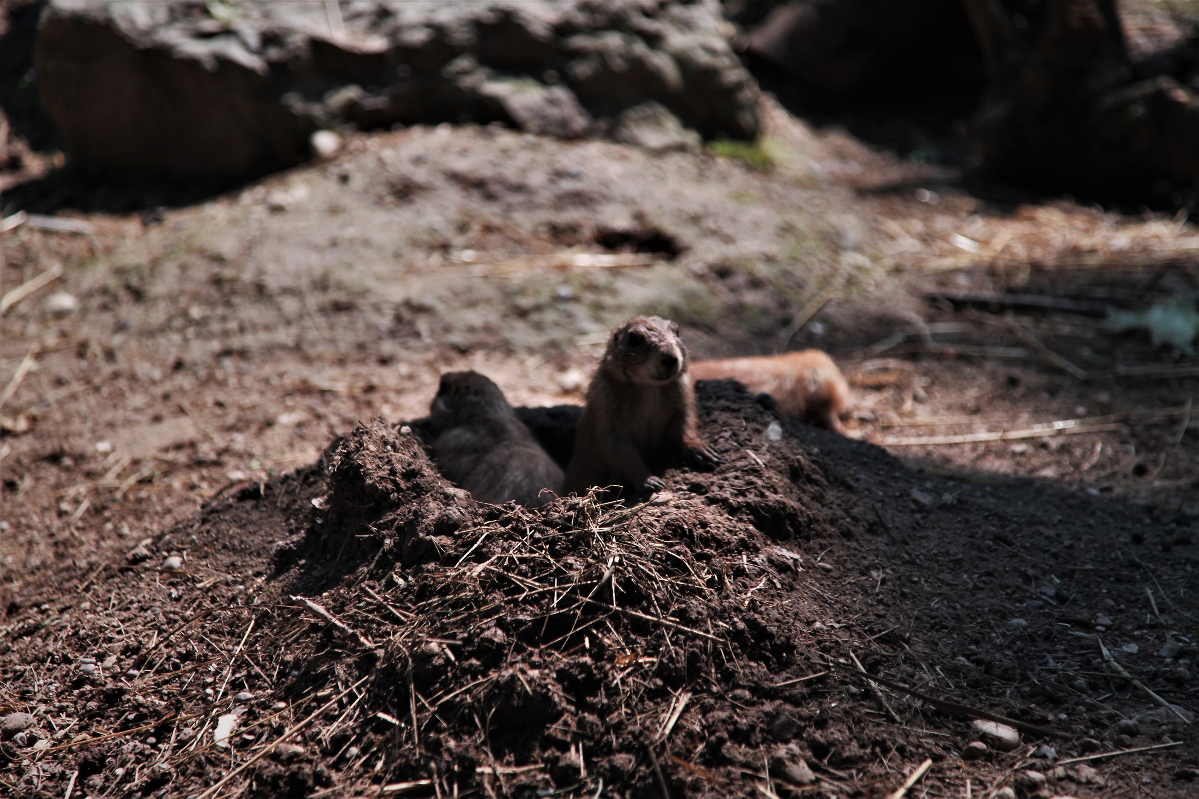 magnificent desert dog