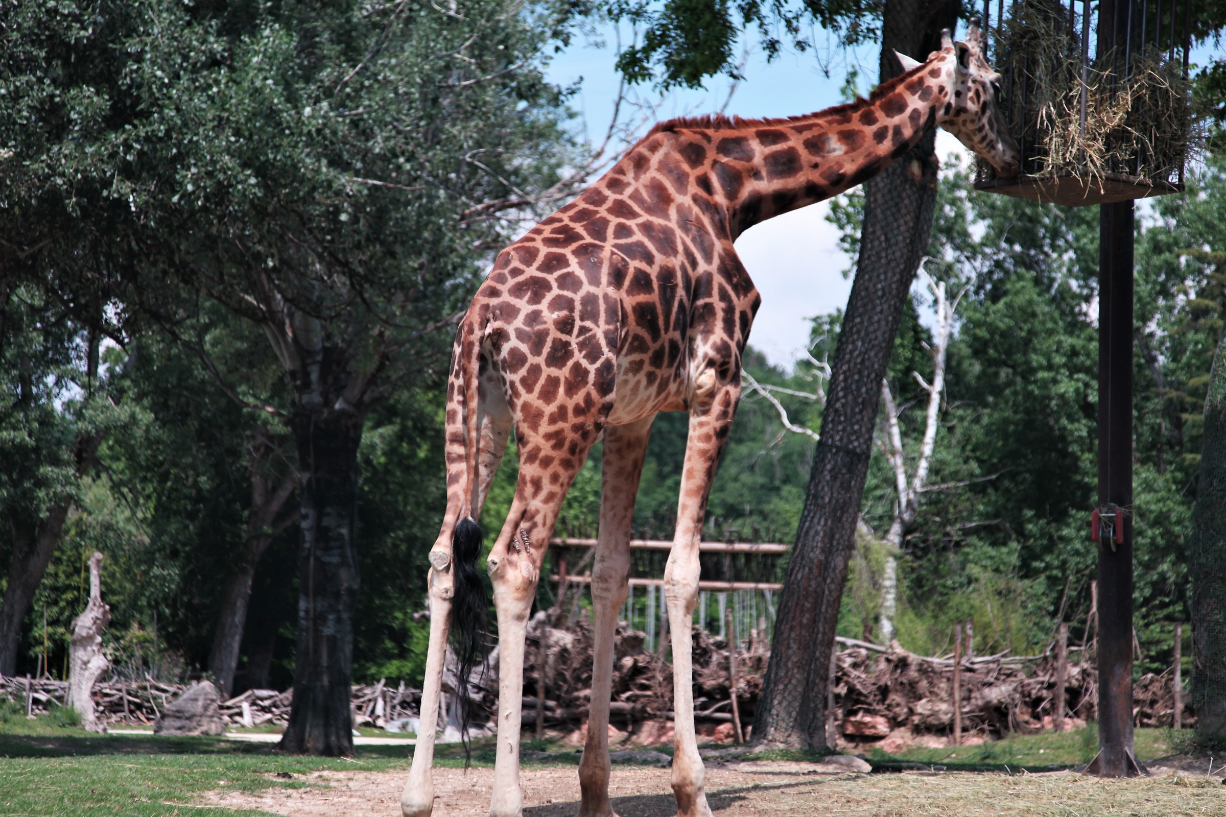 giraffe