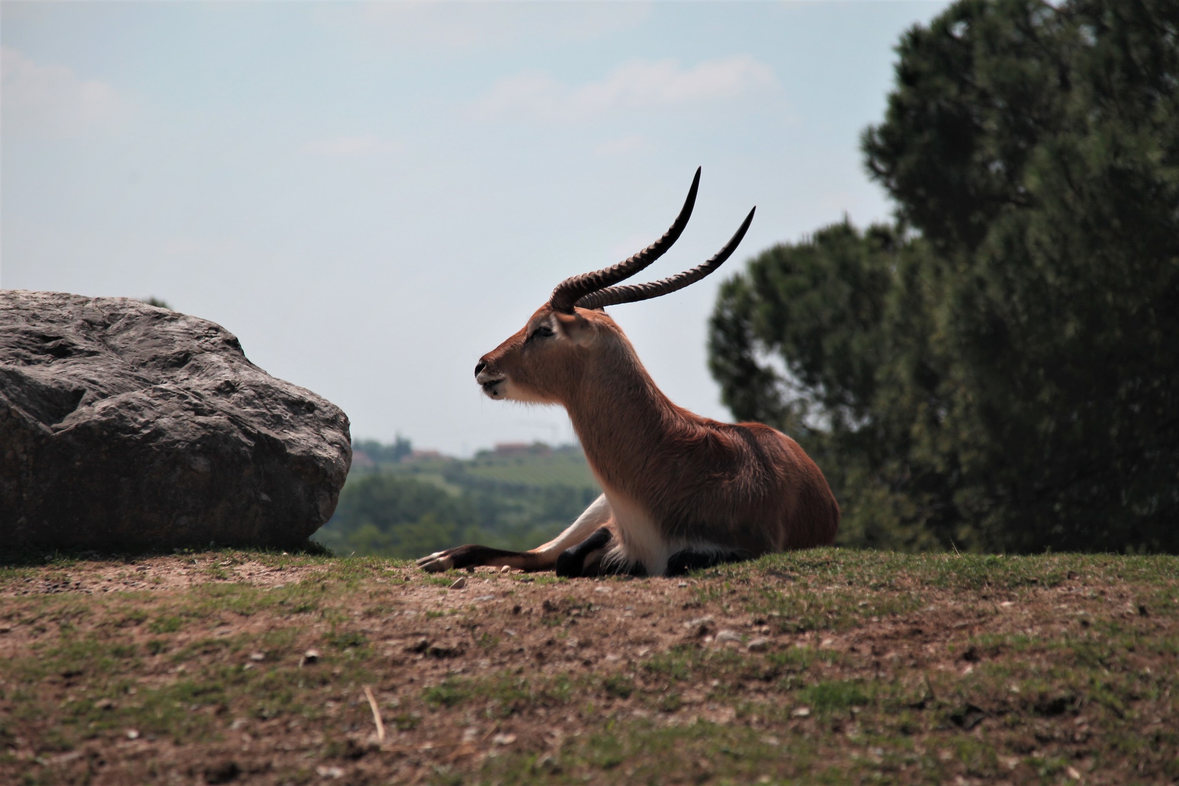 alkylic antilope.