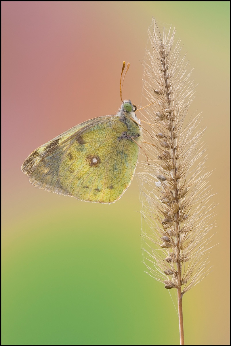 Colias....un pò vissuta