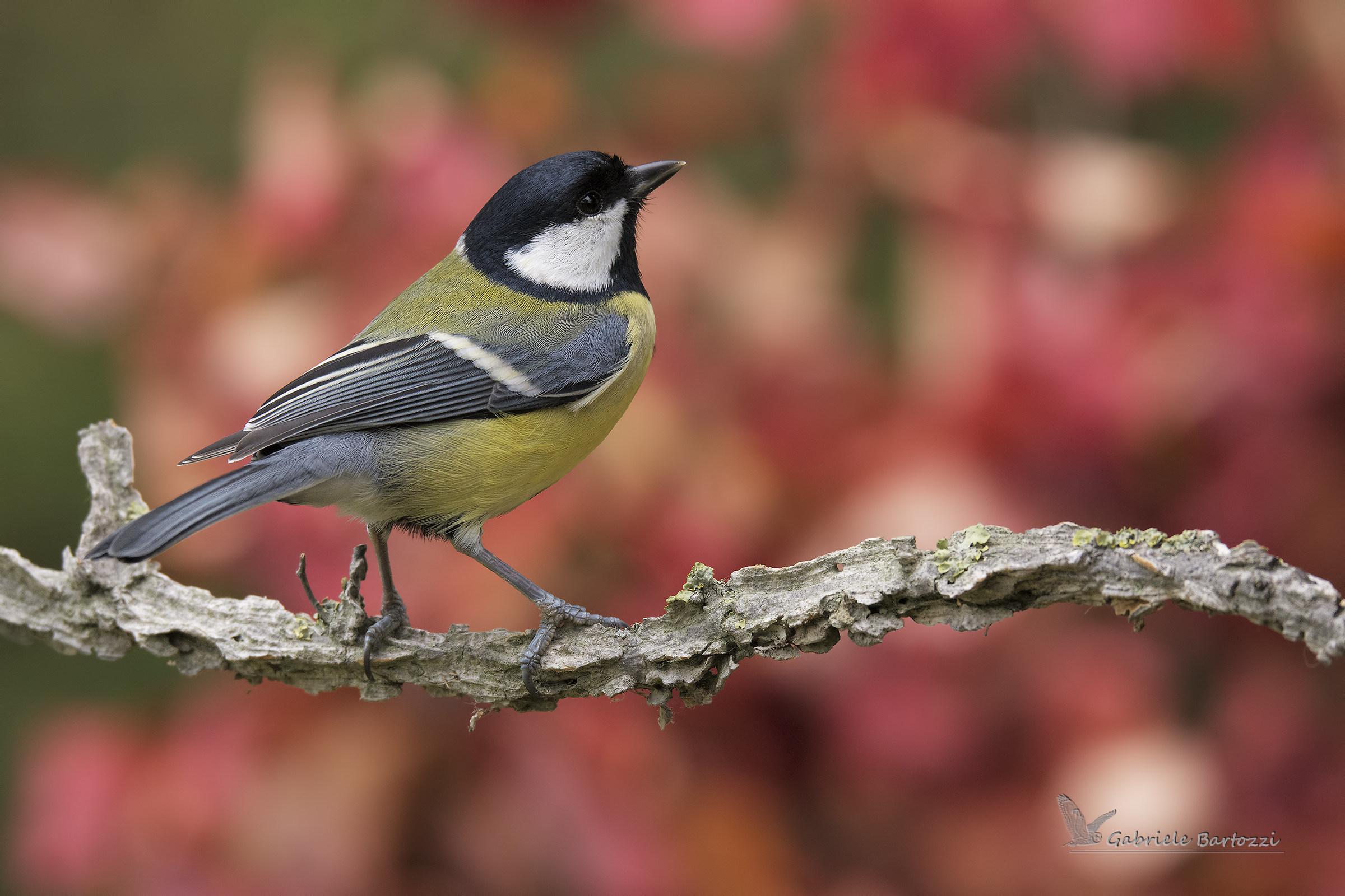 cinciallegra (Parus major)