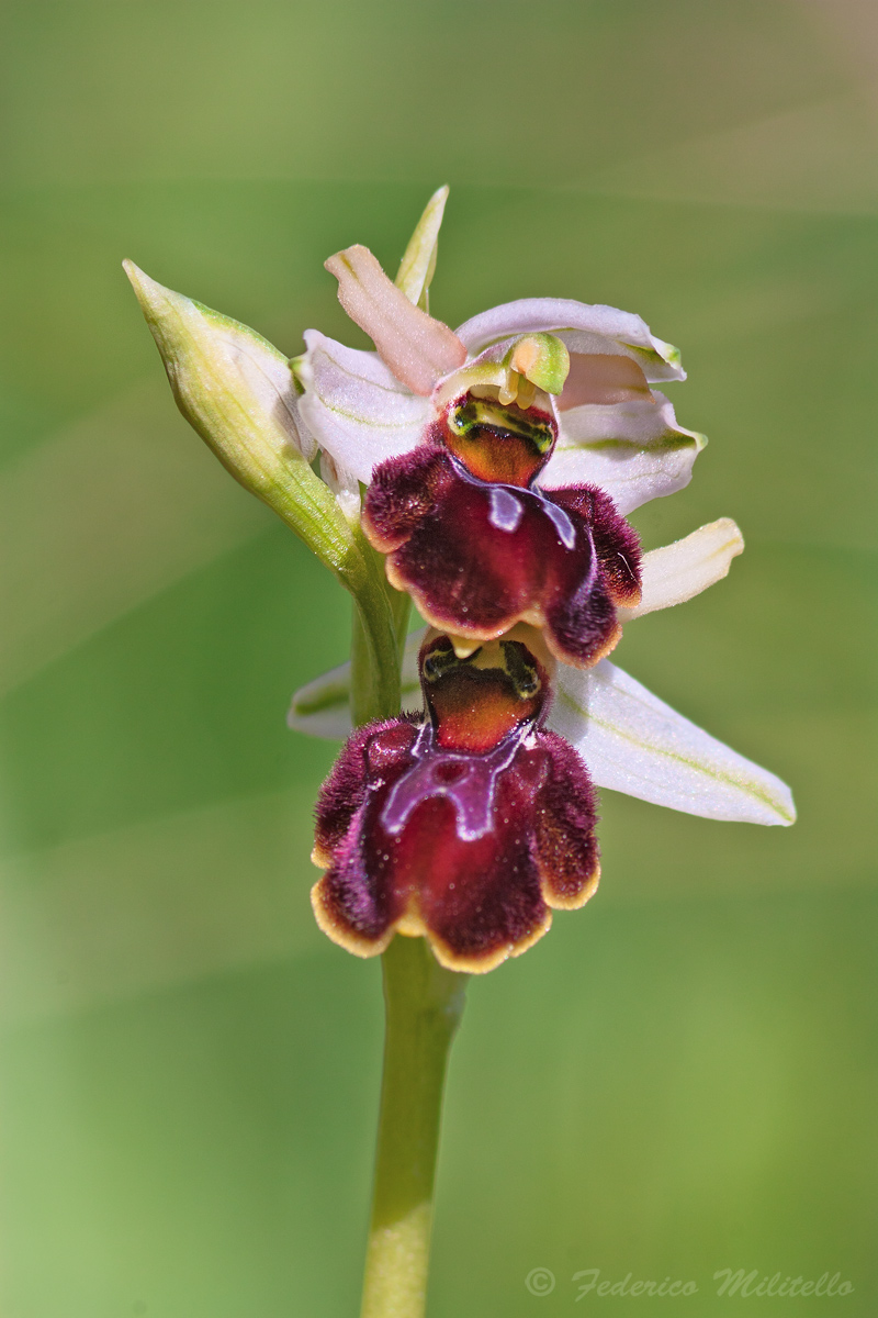 Palermitana Ophrys - Ophrys sphegodes subsp panormitana
