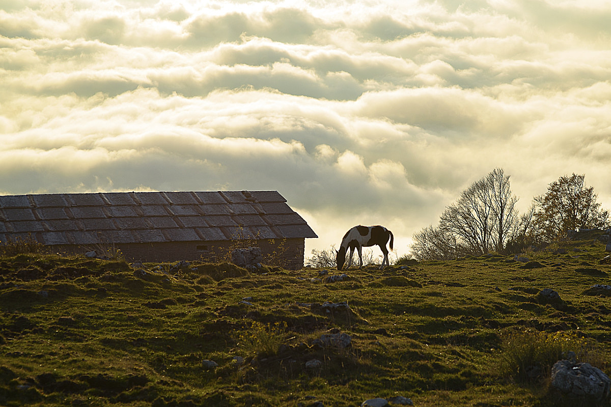 pascolo sopra le nuvole