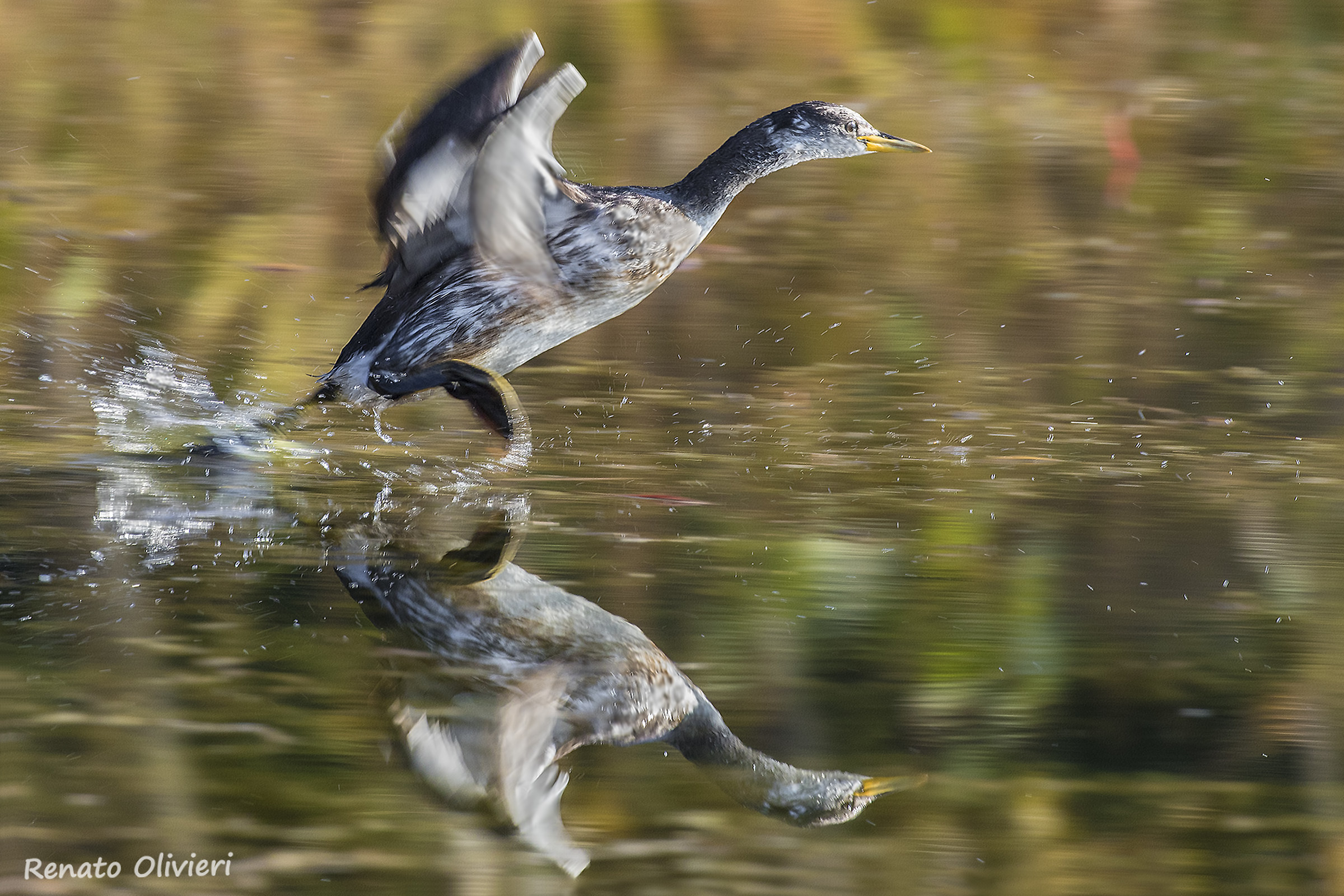 Small swamp running (Podiceps nigricollis)