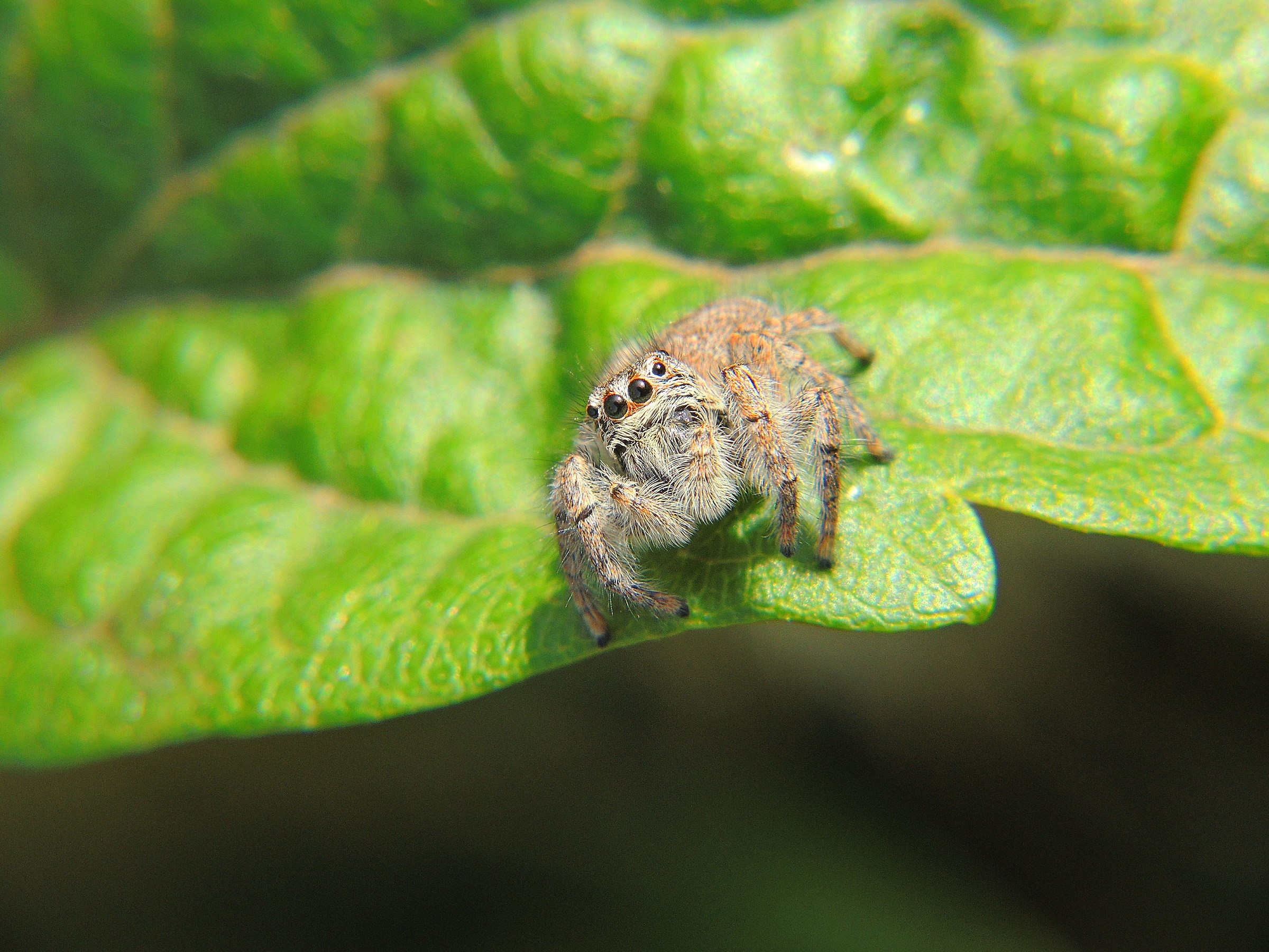 3118 - l'alieno mi guarda - MI Milano Bosco in Citt&agra...