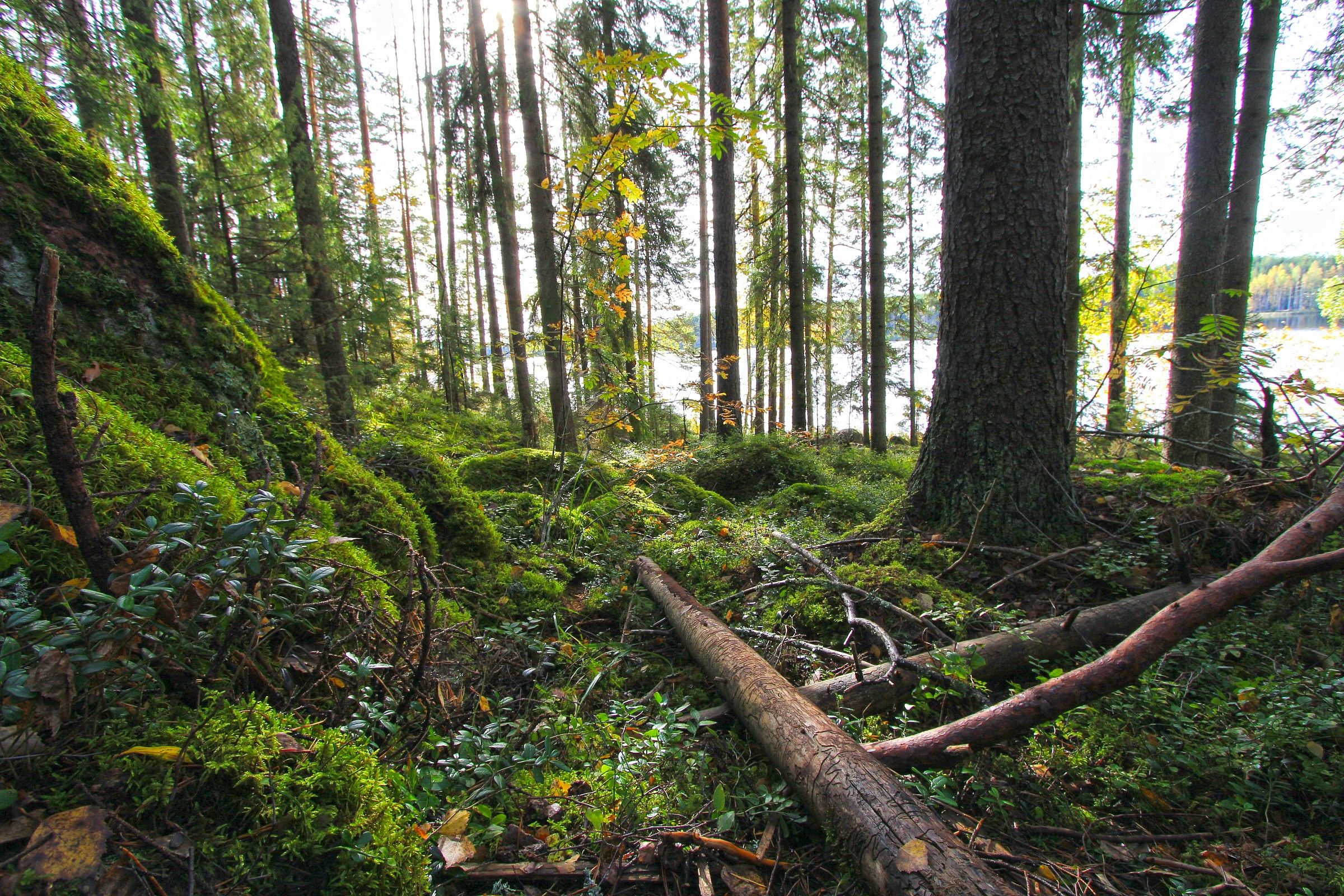 Finlandia - Parco Nazionale di Repovesi