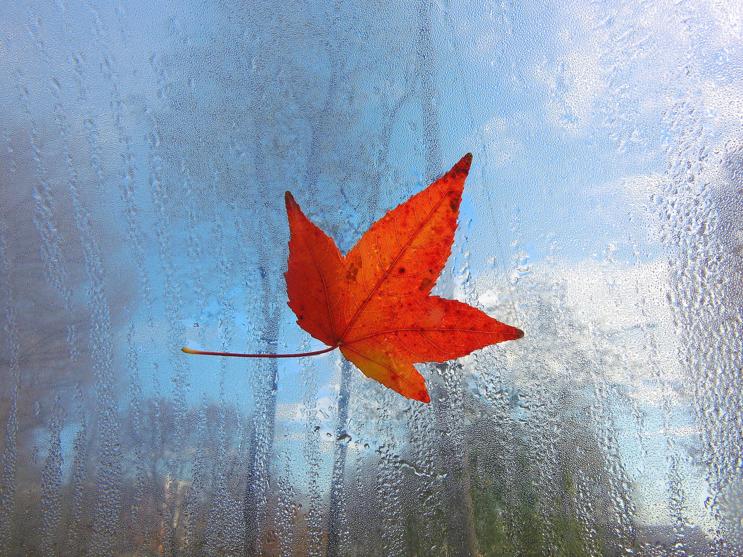 3123 - il sipario della frescura - MI Milano