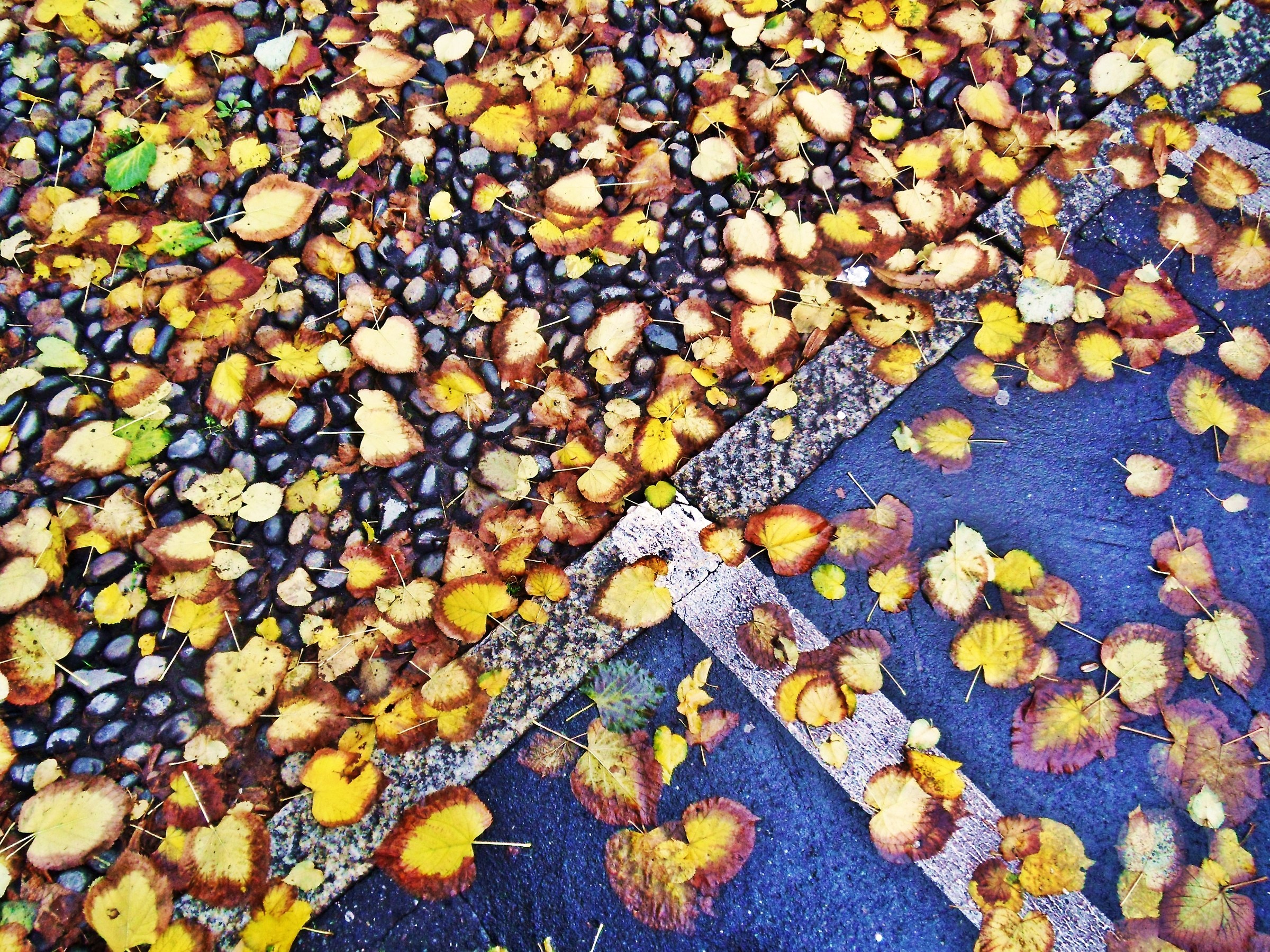 3233 - caos giallo su ordini grigi - MI Milano