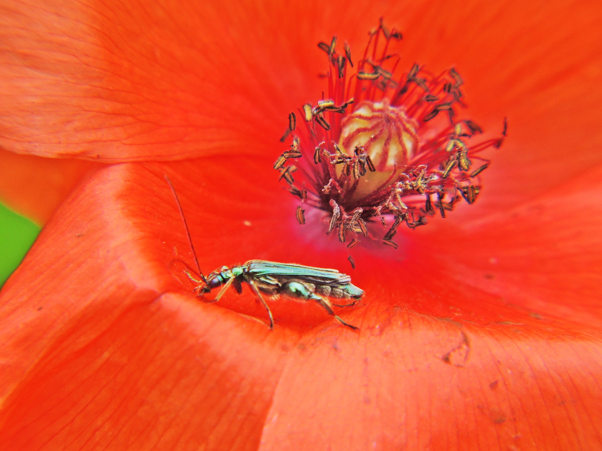 3307 - dolci violenze cromatiche - MI Milano