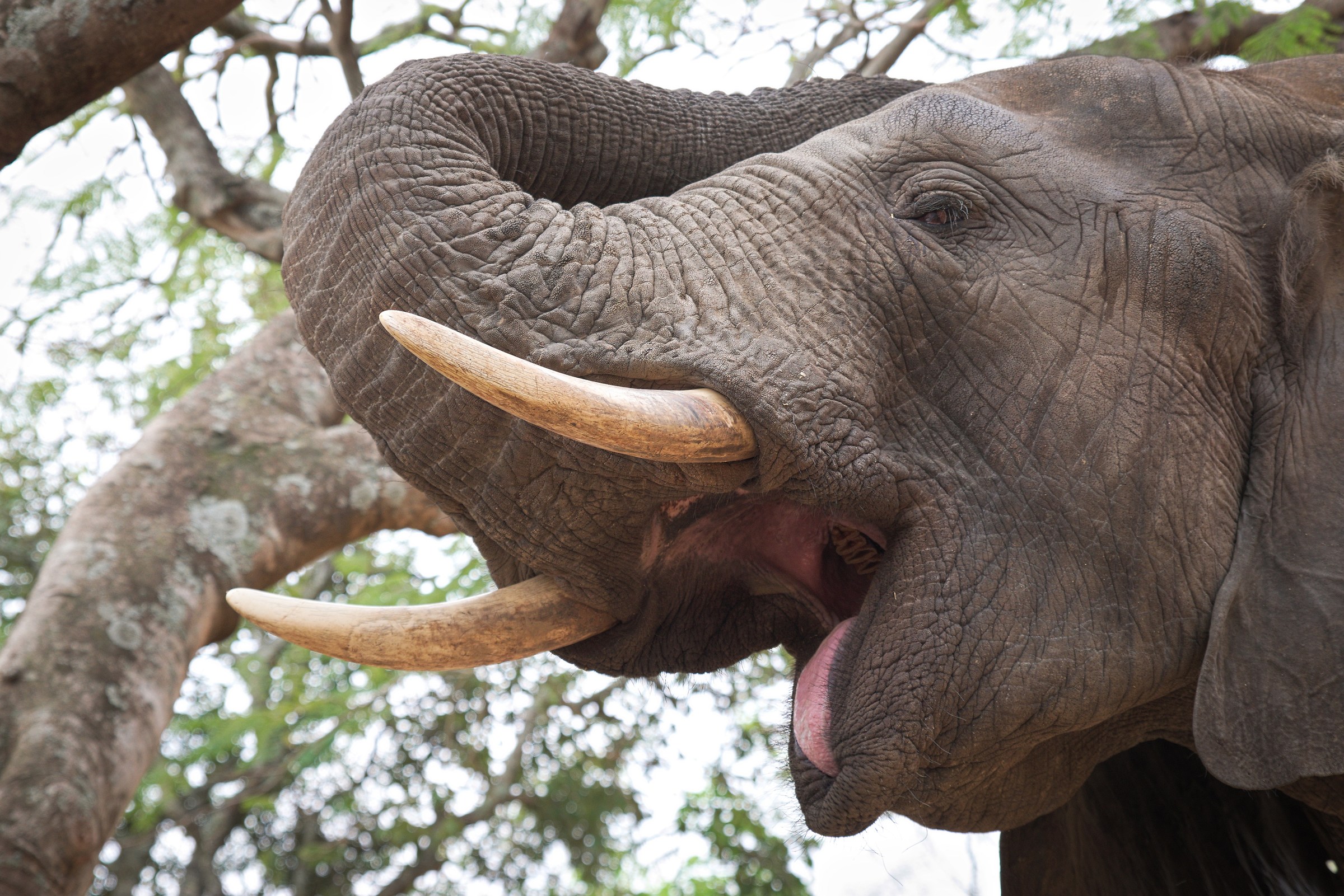 "elephant whisper" a white river (sud africa)