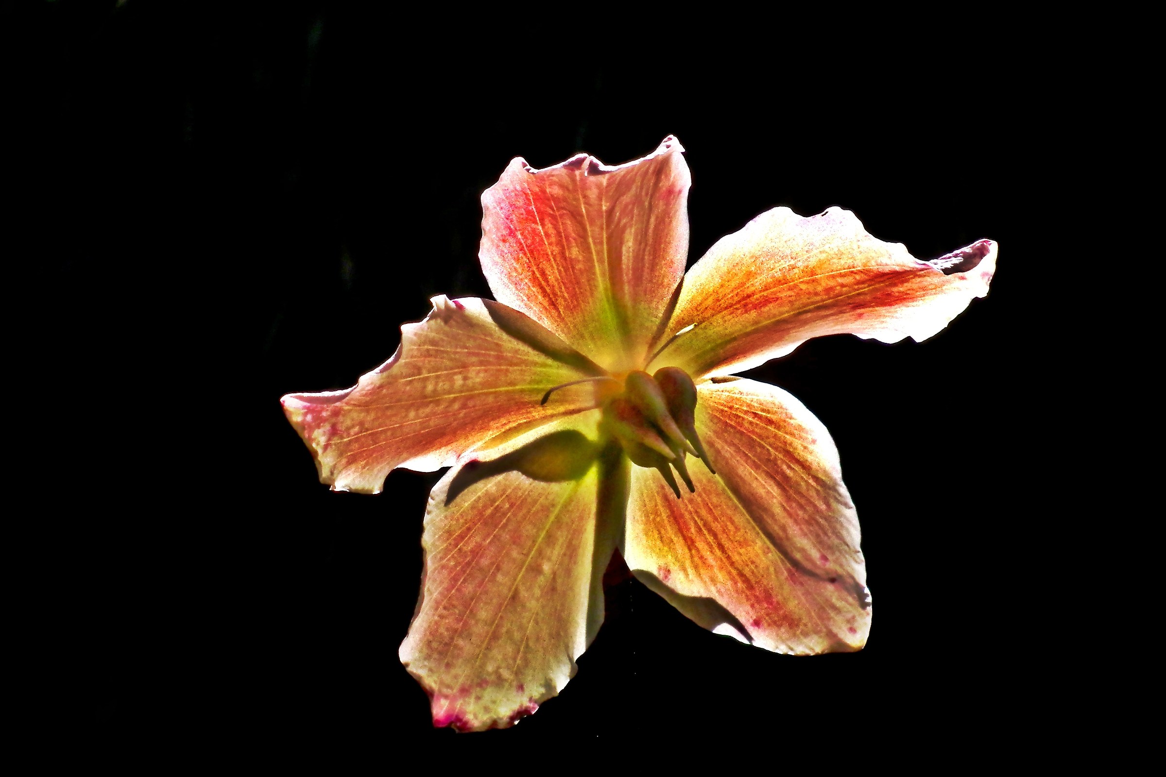 3319 - emergente dal buio della Creazione