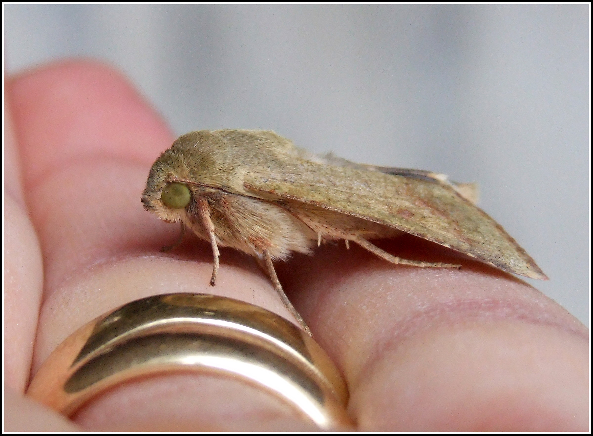 "Helicoverpa armigera" female ...