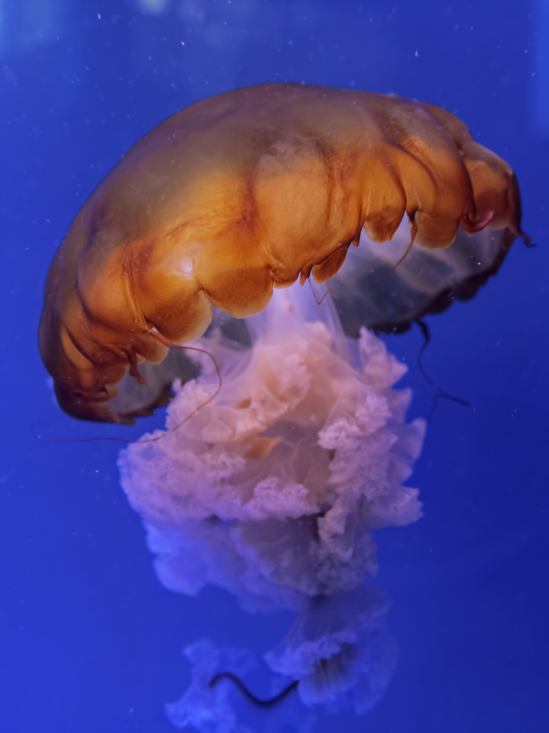 Medusa Oceanografic Valencia