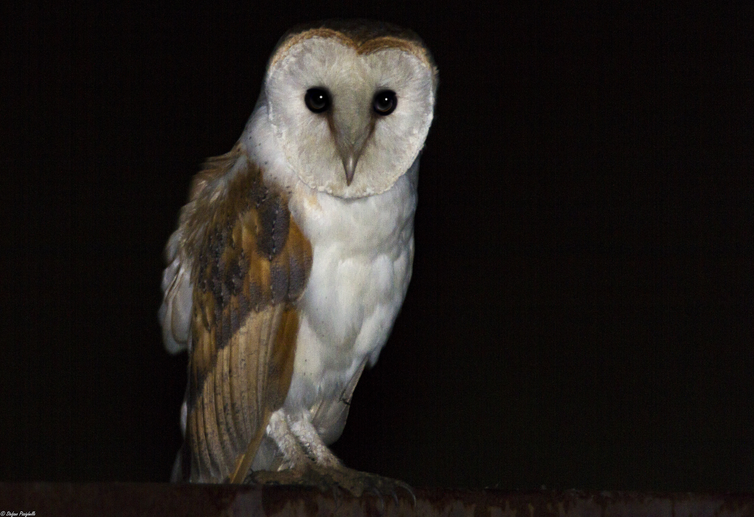 Nightclubs .... Barbagianni