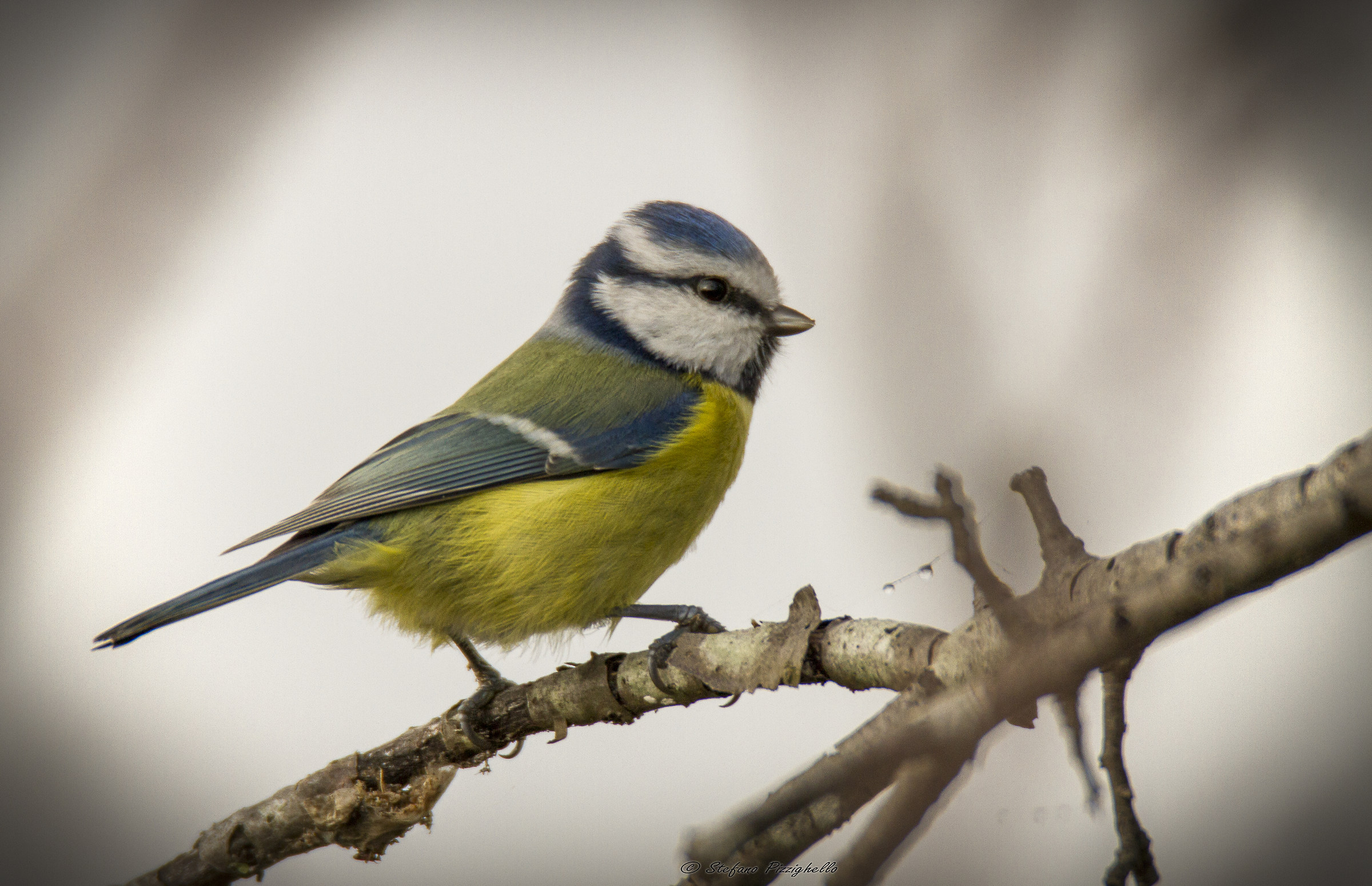 How to paint a gray autumn day!