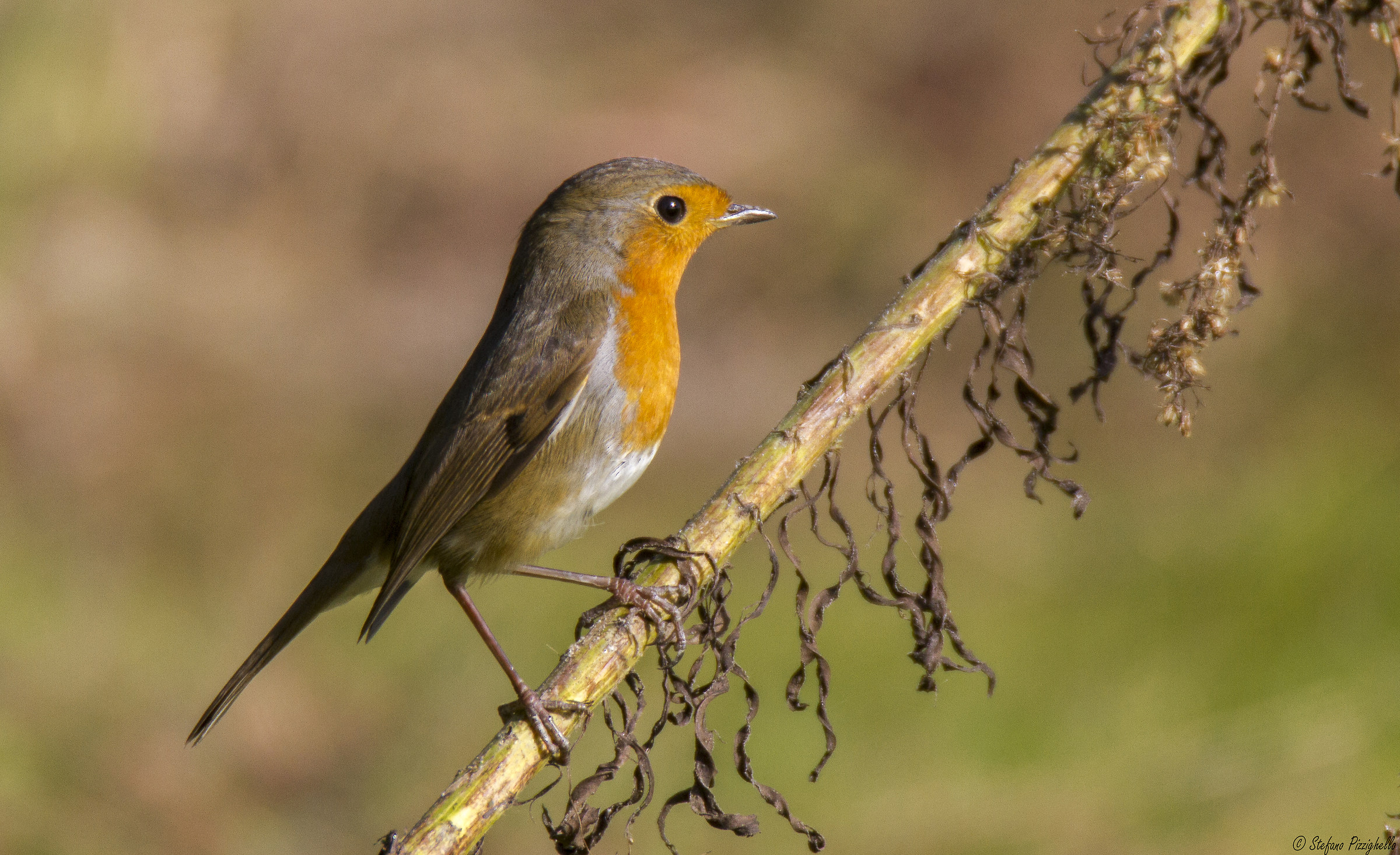 Robin in the delta of the Po Veneto