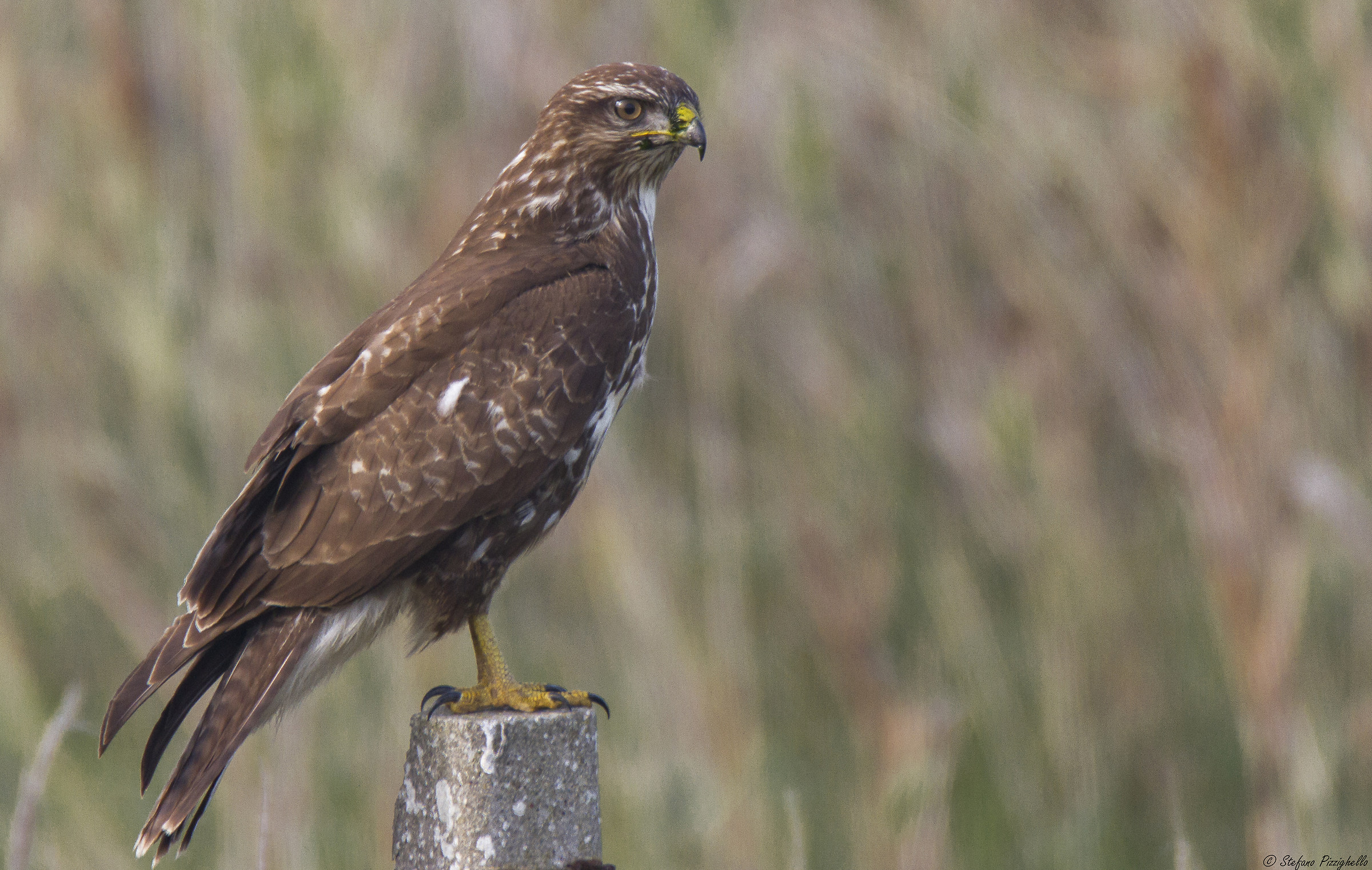 Buzzard