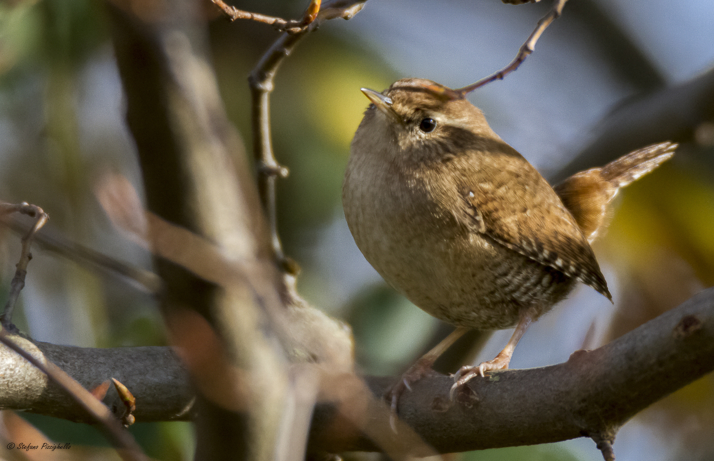 Wren